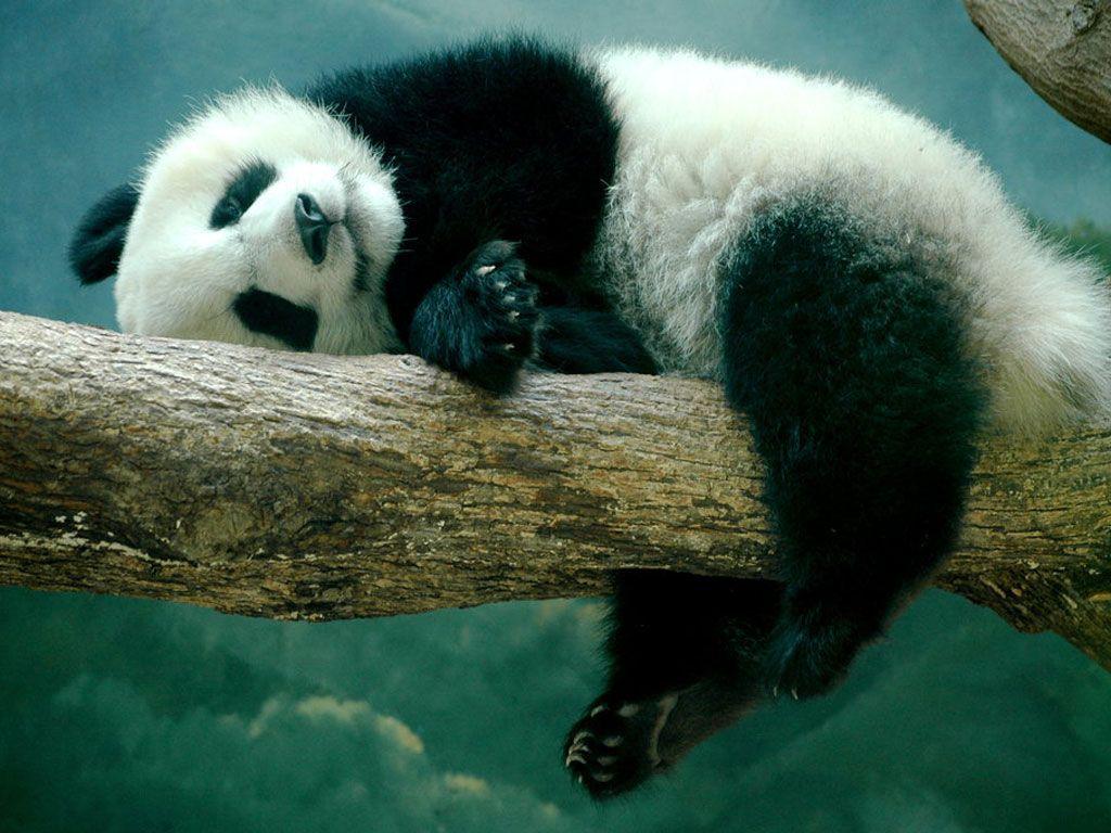 Sleeping Panda Animals Wallpaper