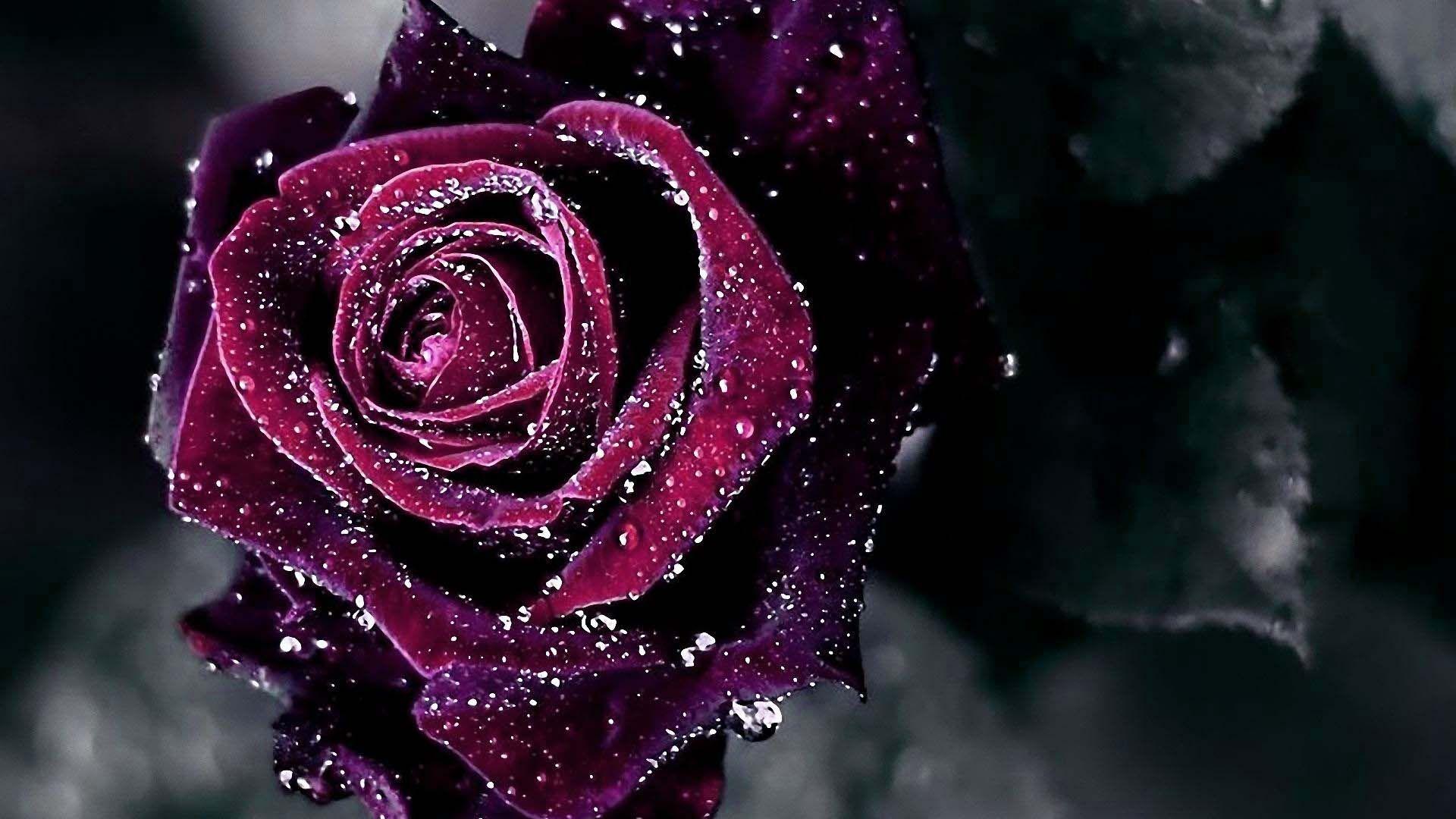 Wet Red Rose Wallpaper HD Desktop. Purple roses wallpaper, Rose