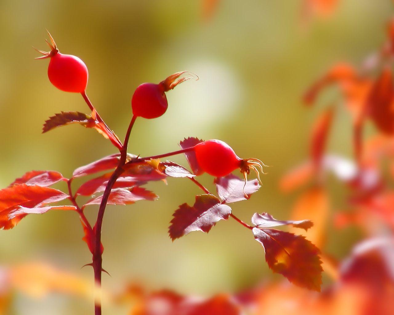 Free Download 47 Most 100% Quality HD Wallpaper of 2016