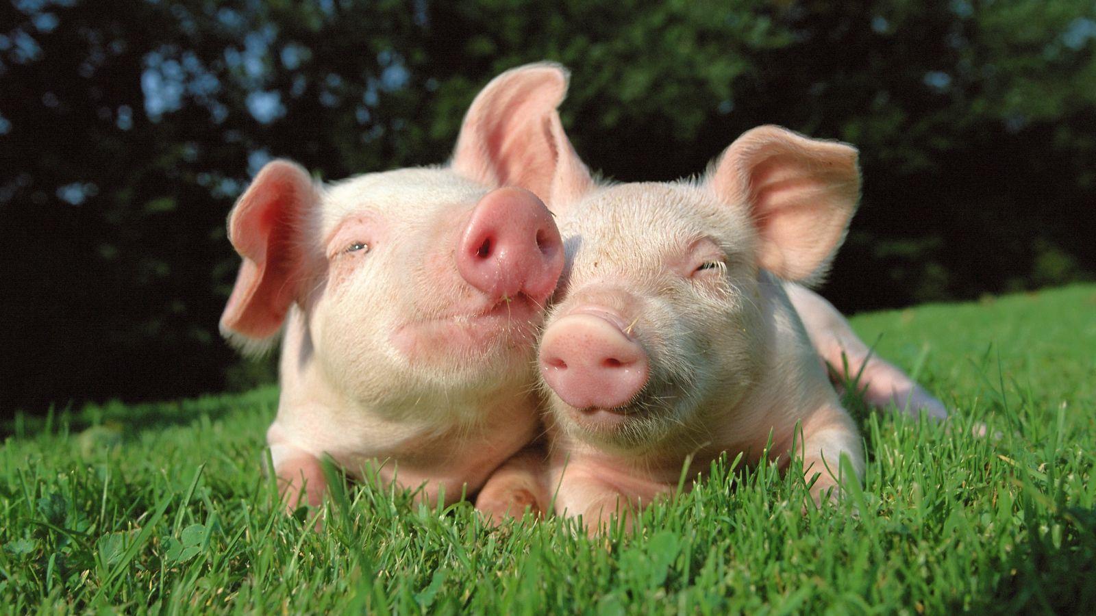 Pigs image Pigs HD wallpaper and background photo