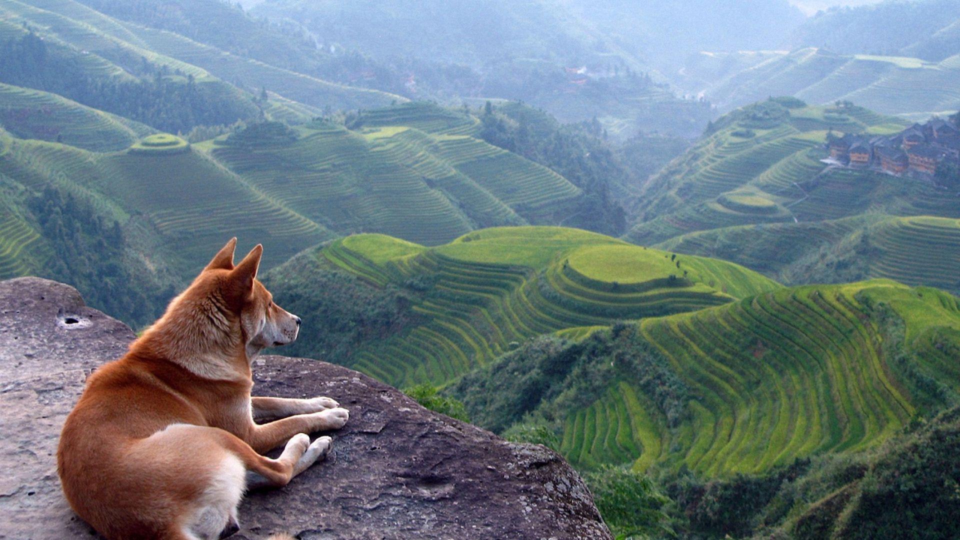 Free 1920x1080 Nature Dog Landscape Animal Wallpaper Full HD 1080p