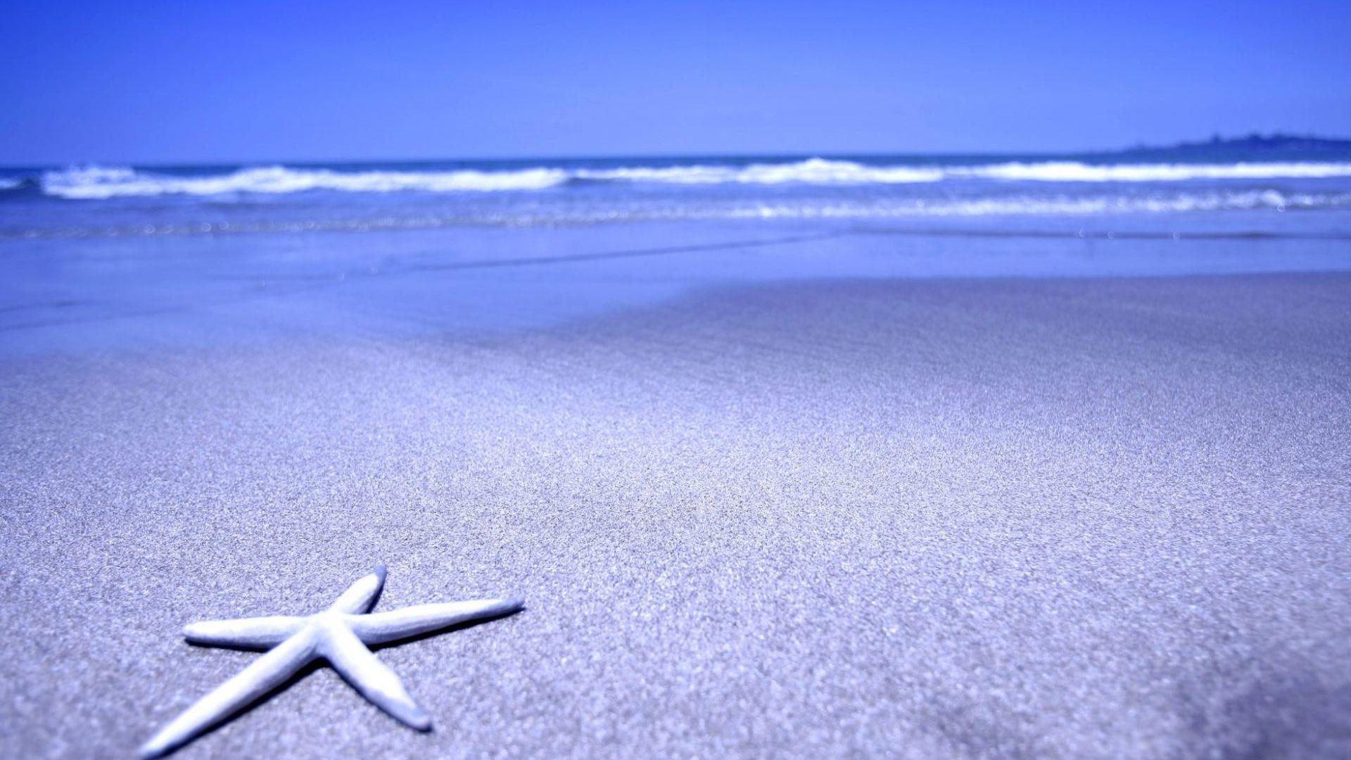 Full HD Wallpaper starfish coast ocean goa india, Desktop