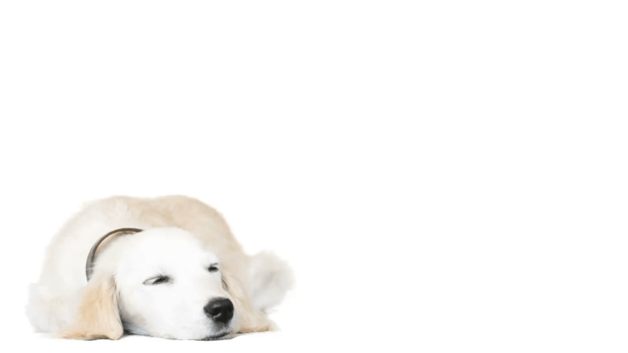 funny white dog lying on white background Stock Video Footage