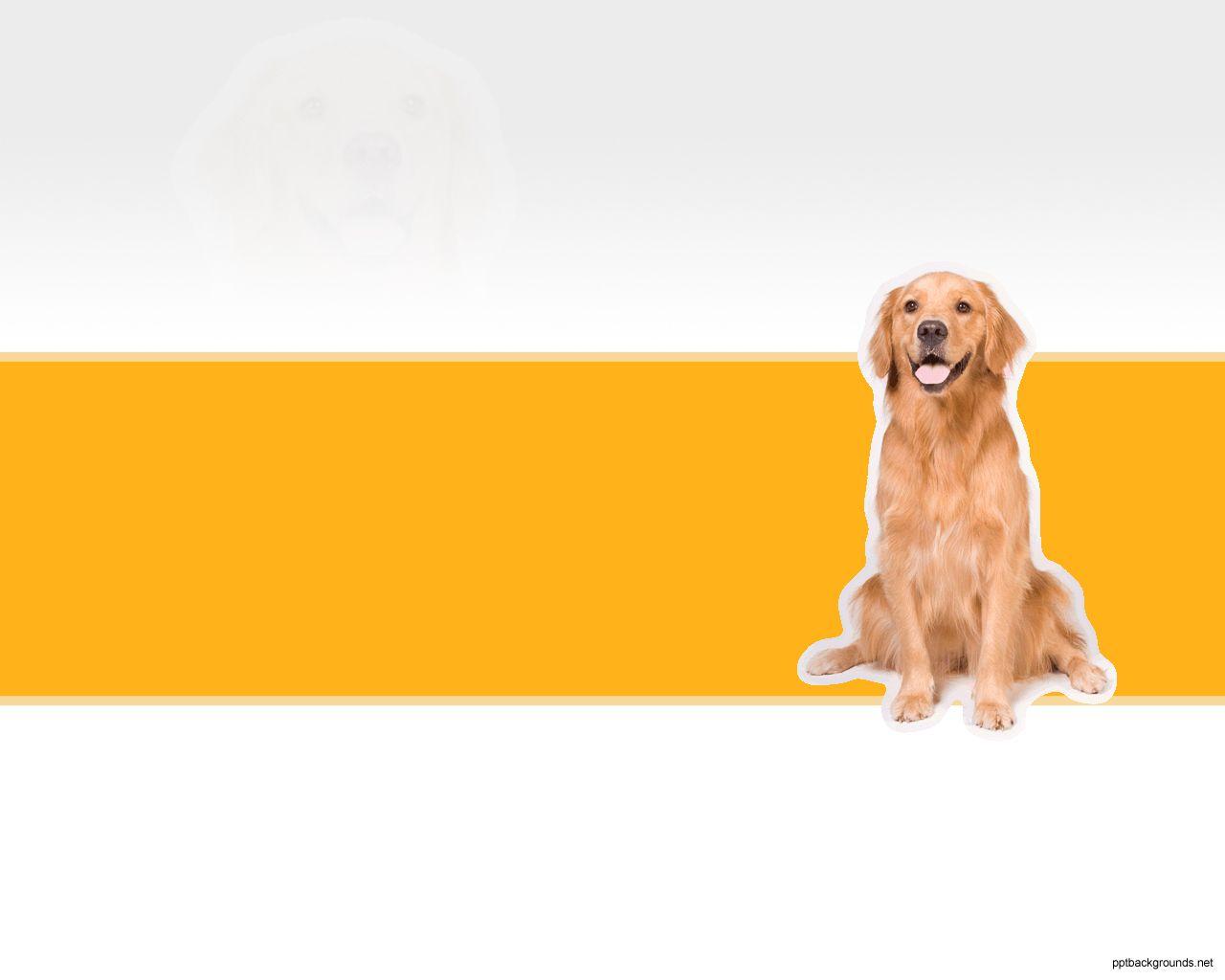 Free Golden Dog Background For PowerPoint PPT
