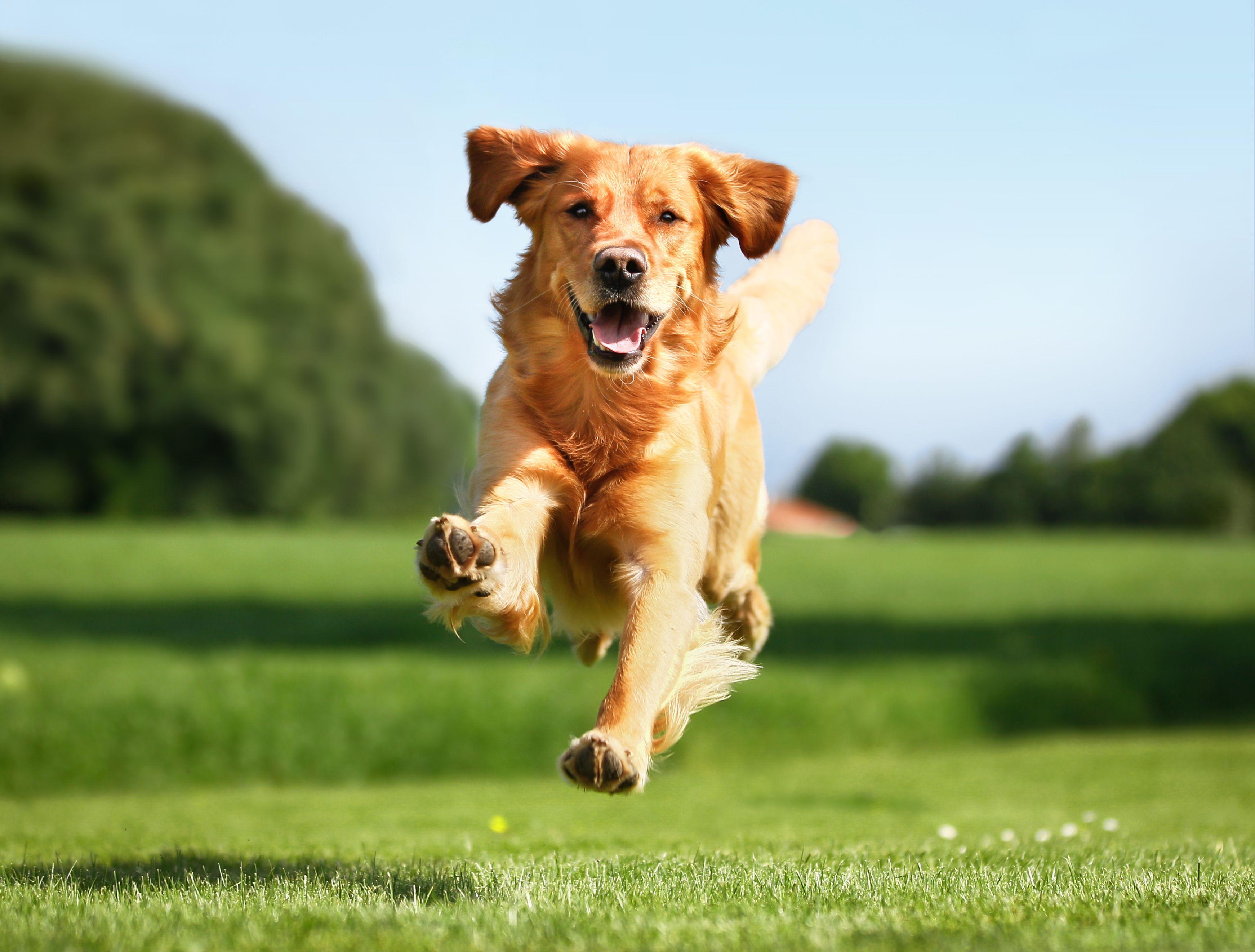 Running Dog Background Quality Image