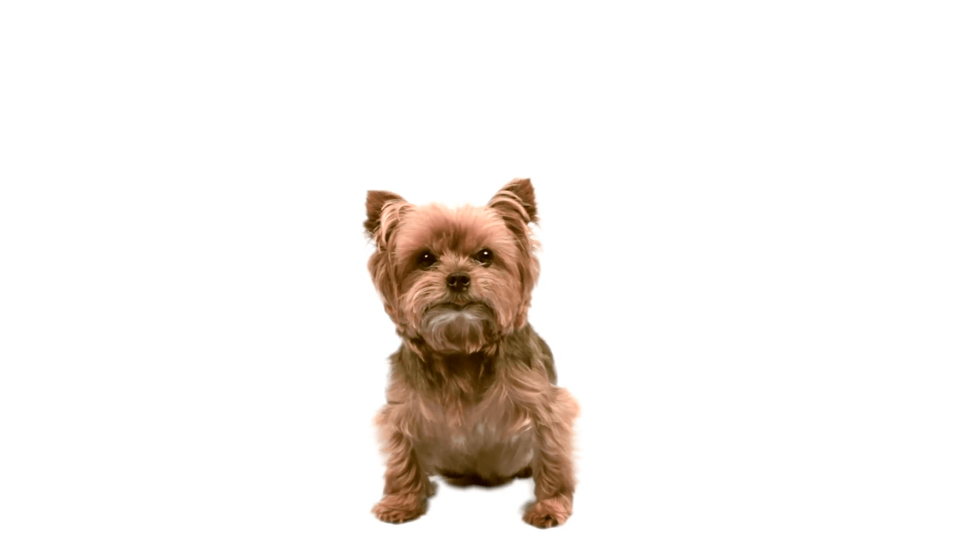 Small Dog Sitting With Greenscreen Background Stock Video Footage