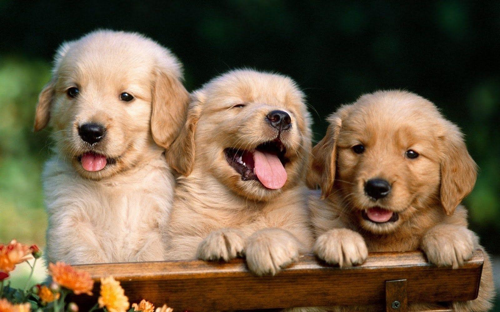 Cute Puppies Photo Dog Wallpaper Background. Dogs Wallpaper