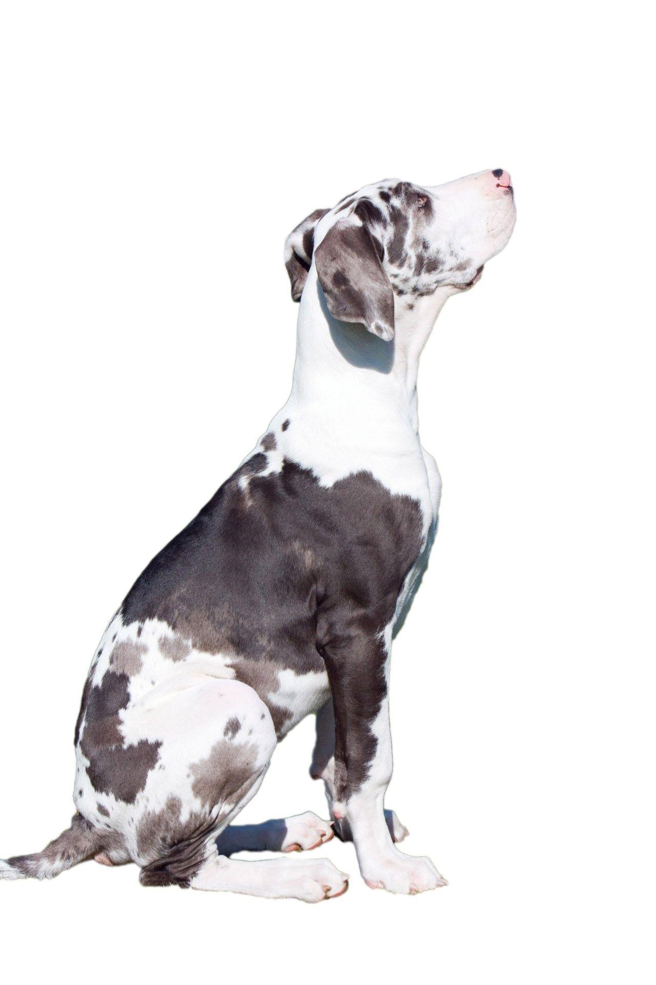 Dog On White Background Free Domain Picture