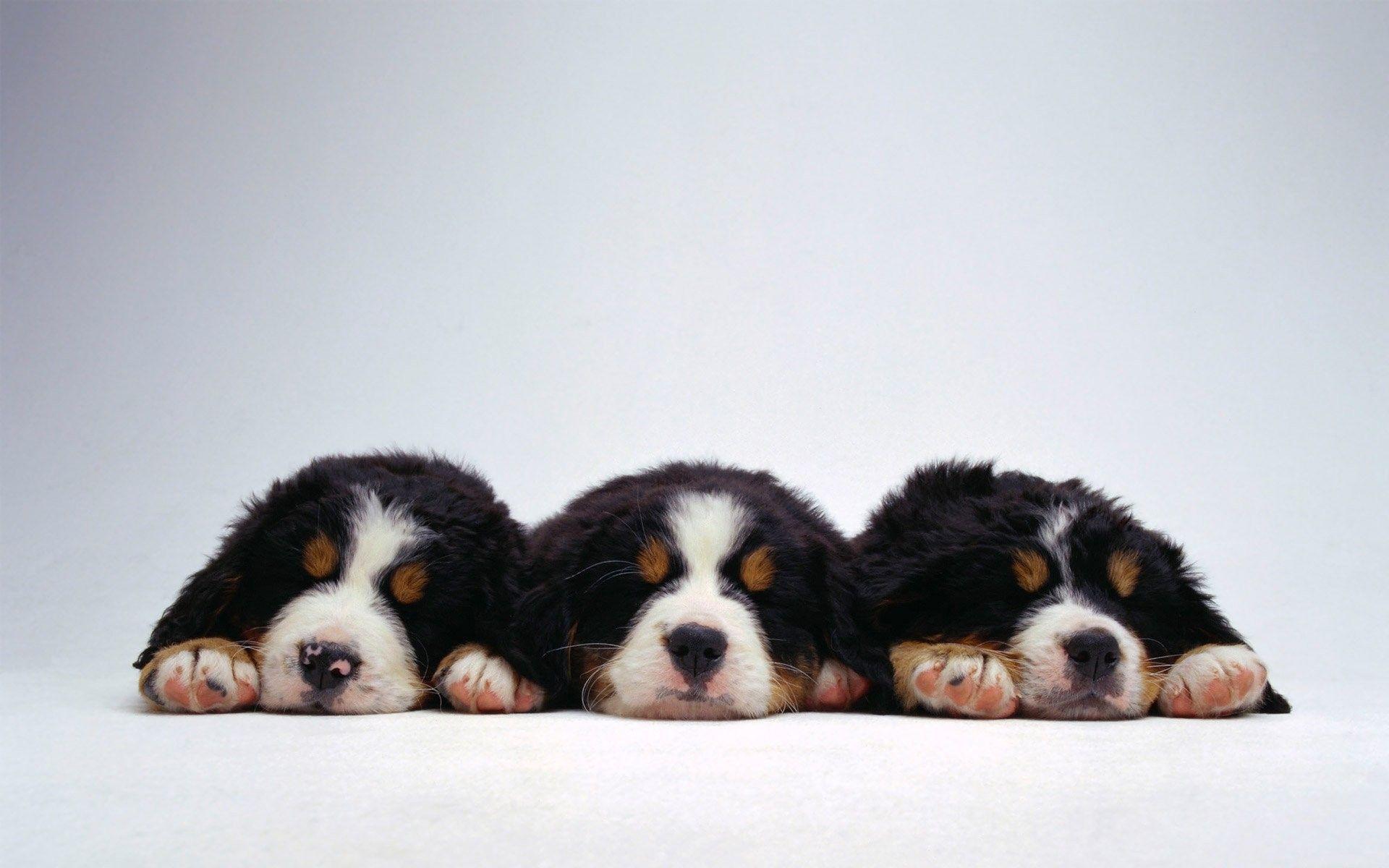 Bernese Mountain Dog Wallpaper and Background Image