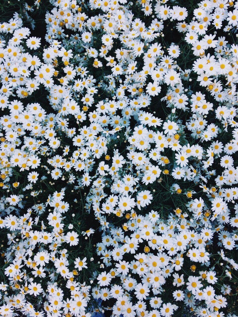 Daisy Flower Tumblr Wallpaper Desktop Background