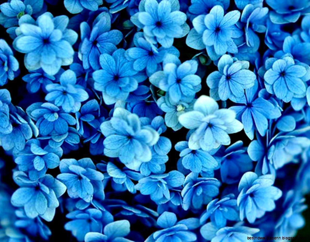 eletragesi: Blue Flowers Tumblr Image