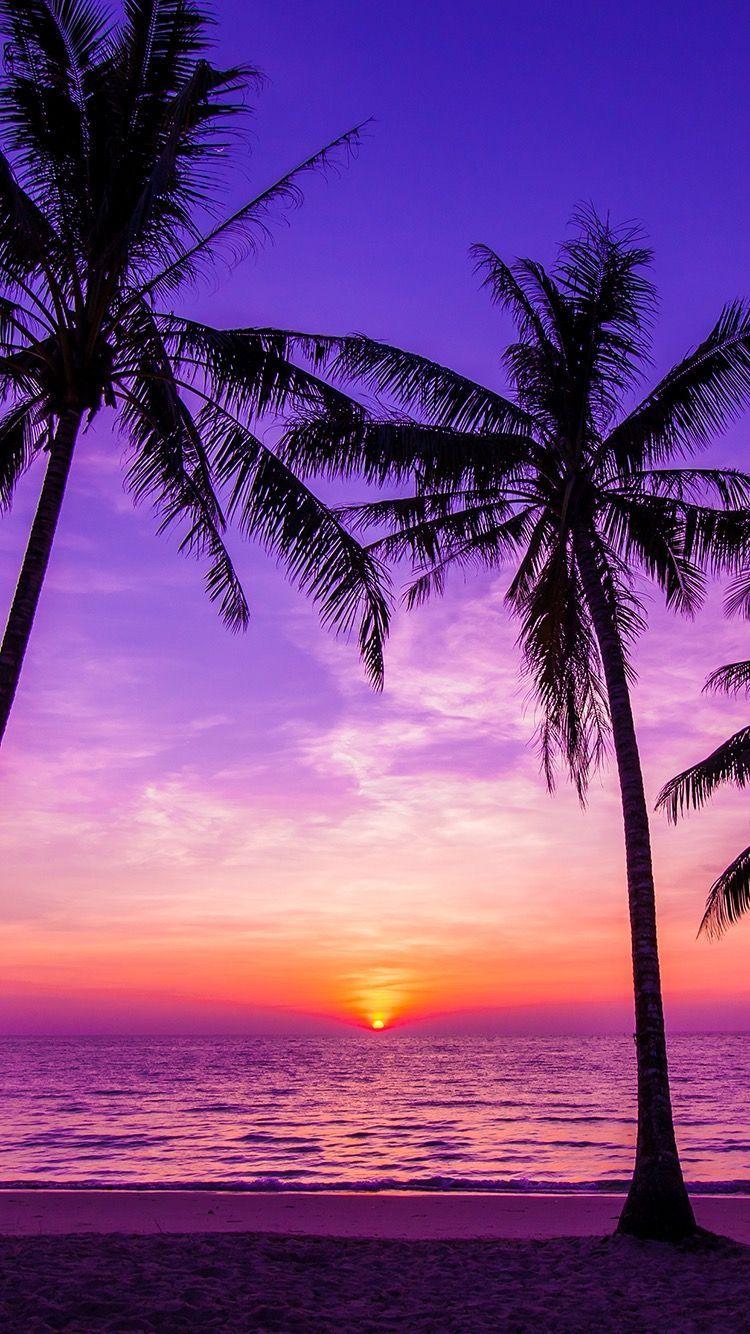 Very cool and nice. sunsets. Summer wallpaper, Palm tree sunset