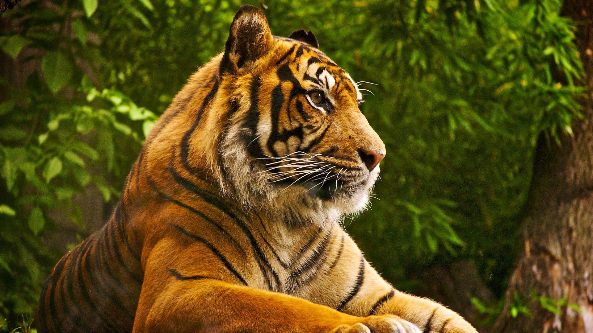 Hd Wallpapers Of Animals