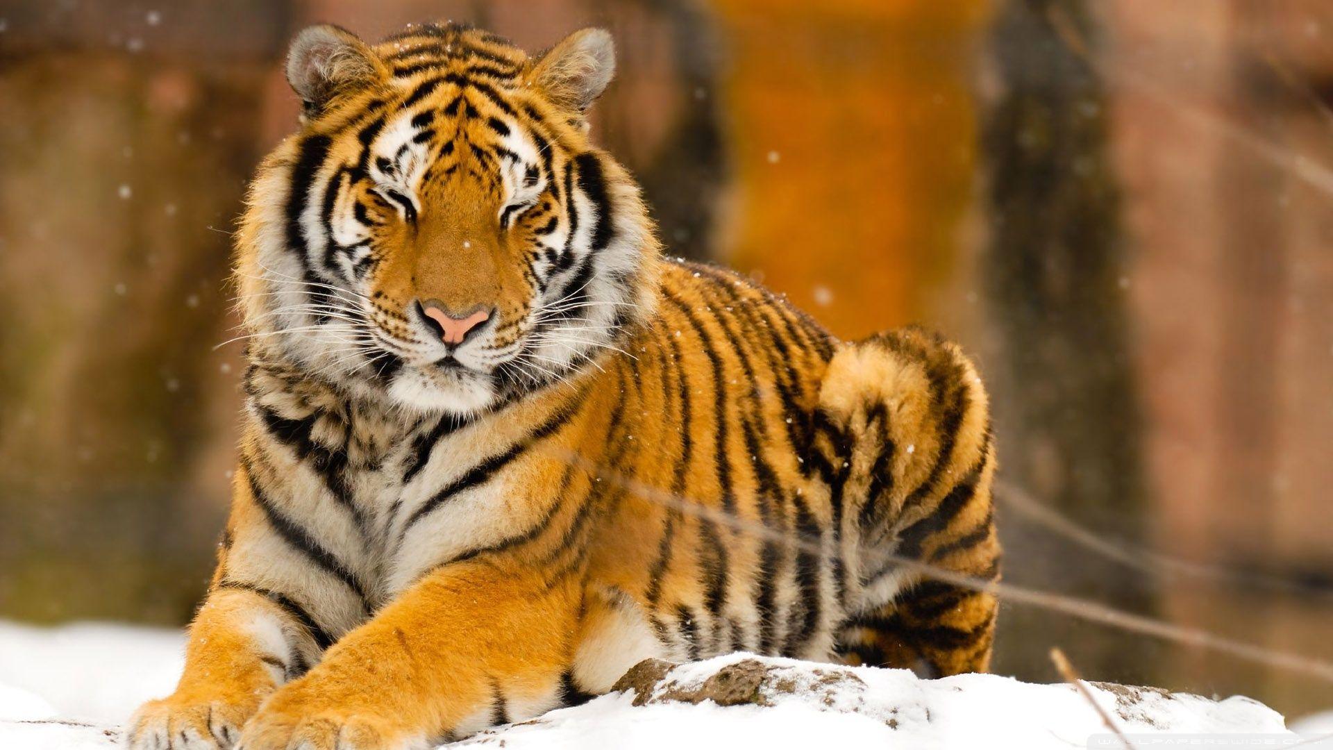 Sleepy Siberian Tiger Wild Animal ❤ 4K HD Desktop Wallpaper for 4K