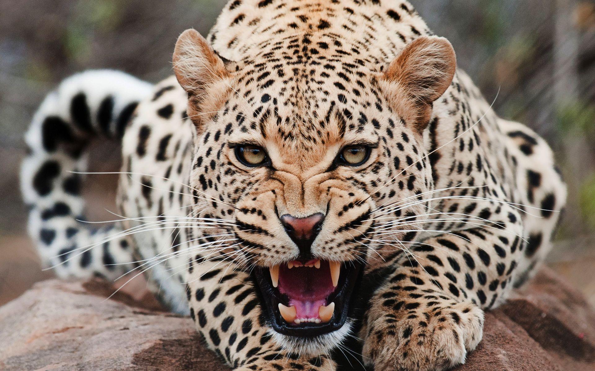 Jaguar Animal Wallpaper, High Quality Pics of Jaguar Animal