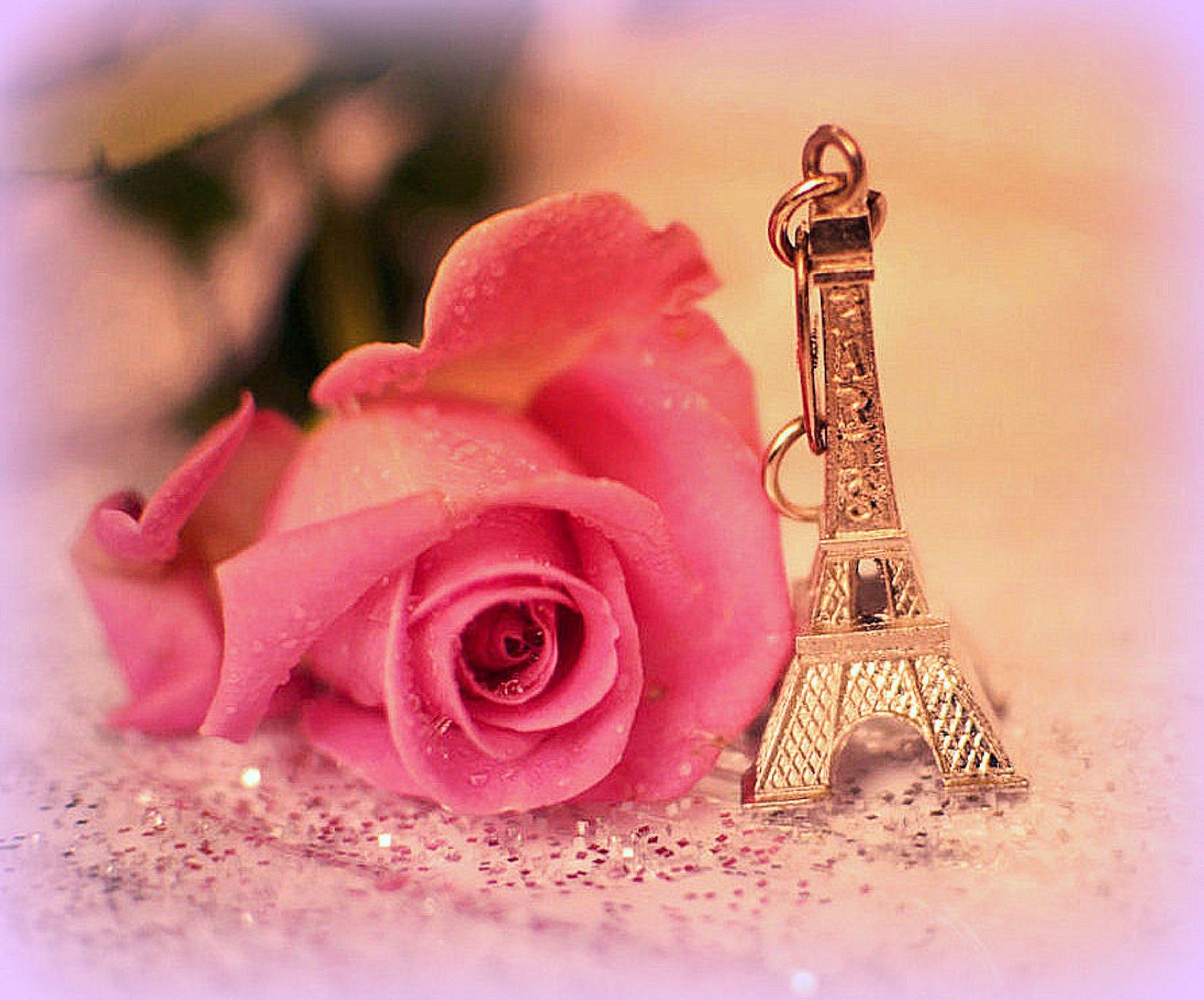 Flowers: Romantic Paris Photography Pink Magnificent Softness Beauty