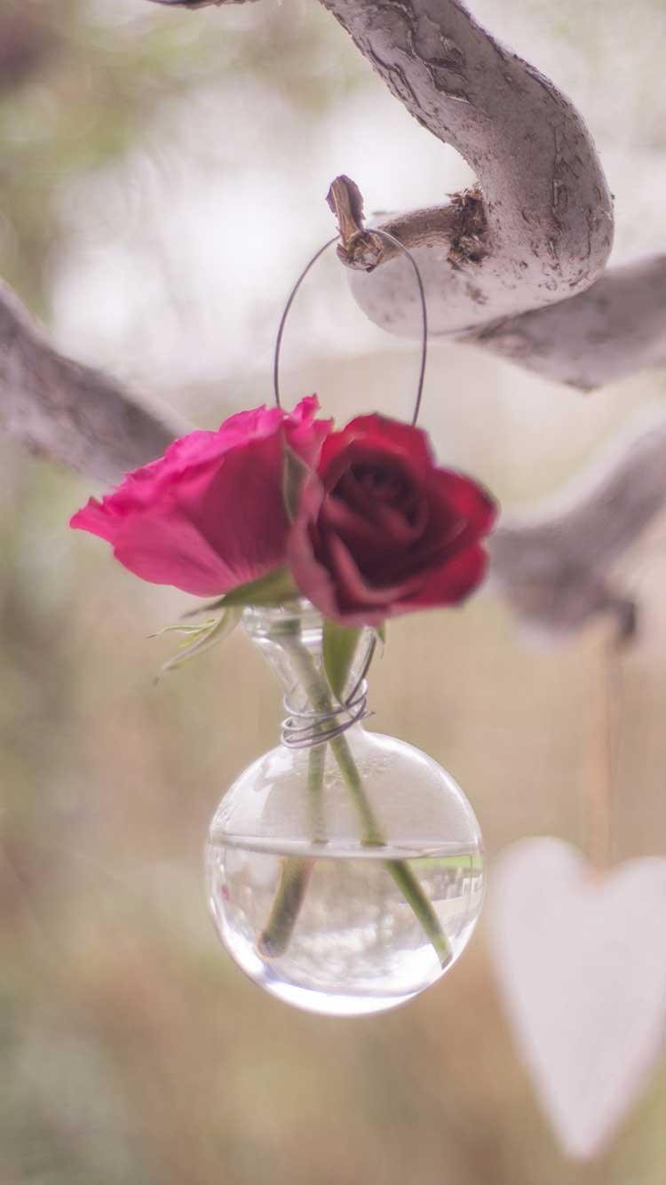 Roses IPhone 7 Wallpaper 2016