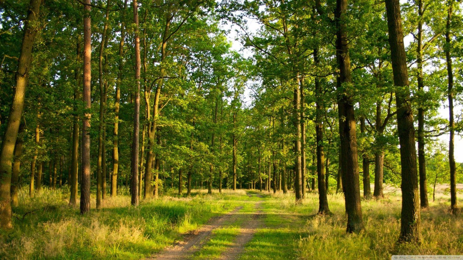 Forest HD Wallpaper, Background Image