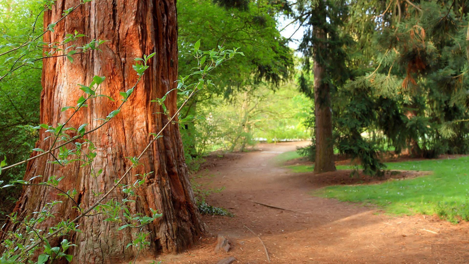 Forest Desktop Background Free