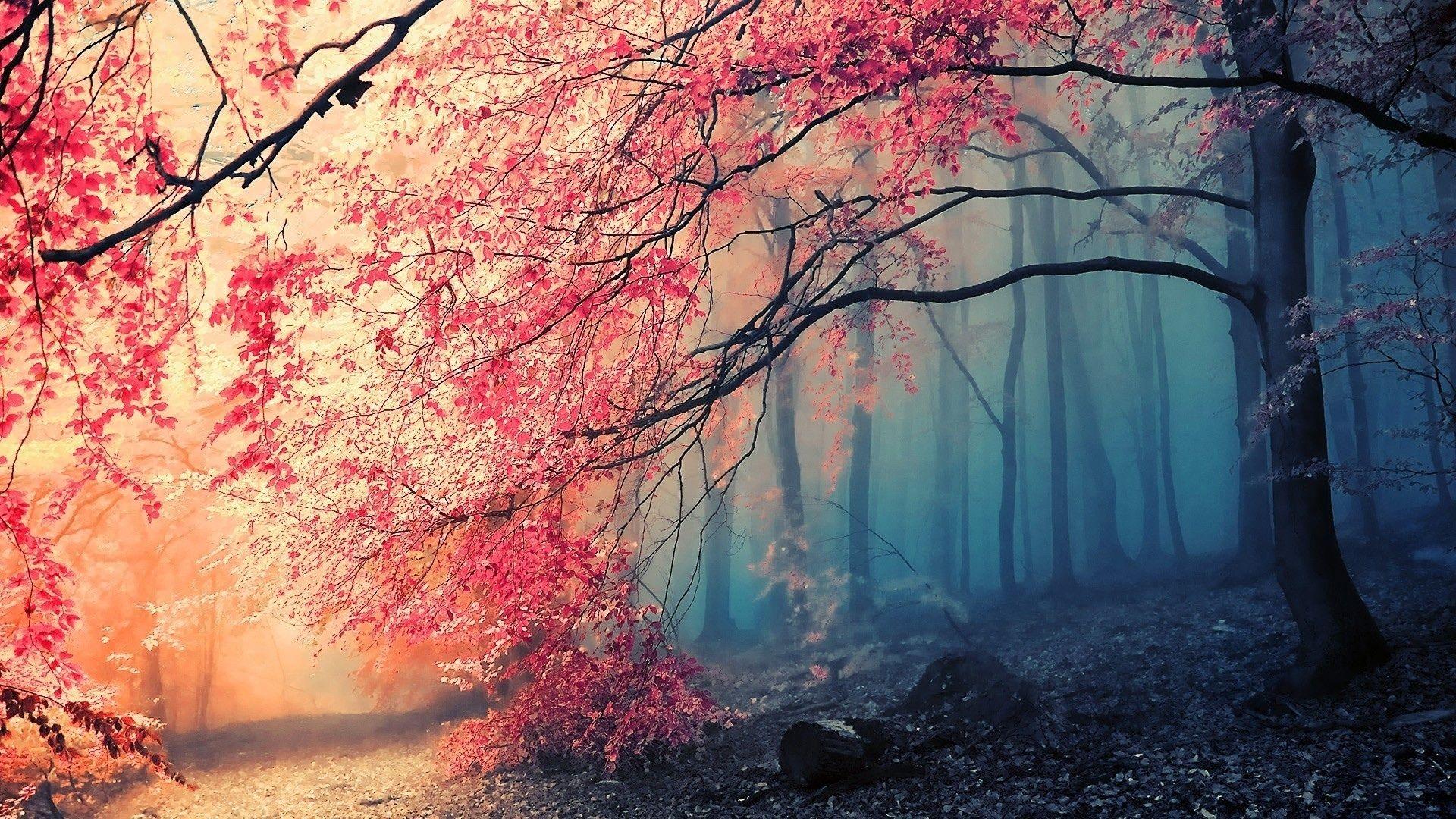 Forest Background HD Free Download