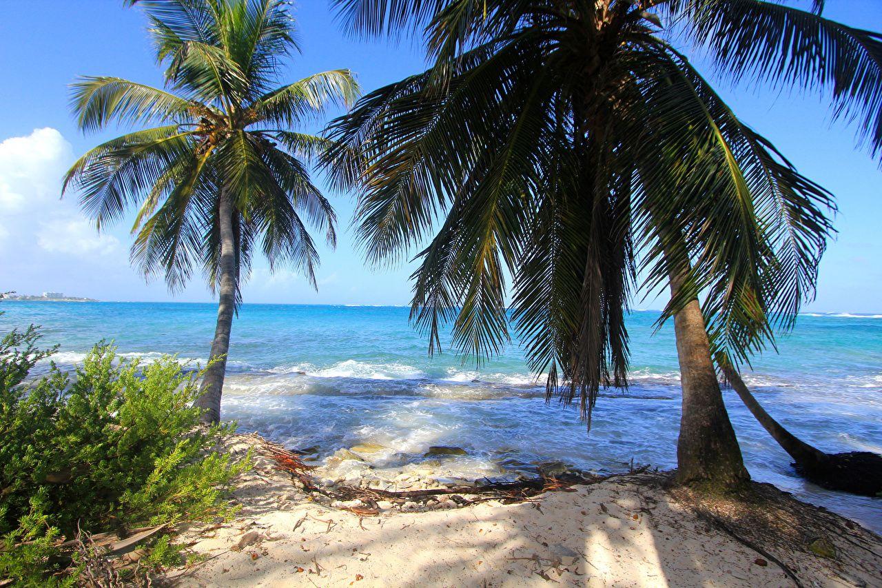 Wallpaper Colombia Beach Nature Palms Waves Tropics Coast