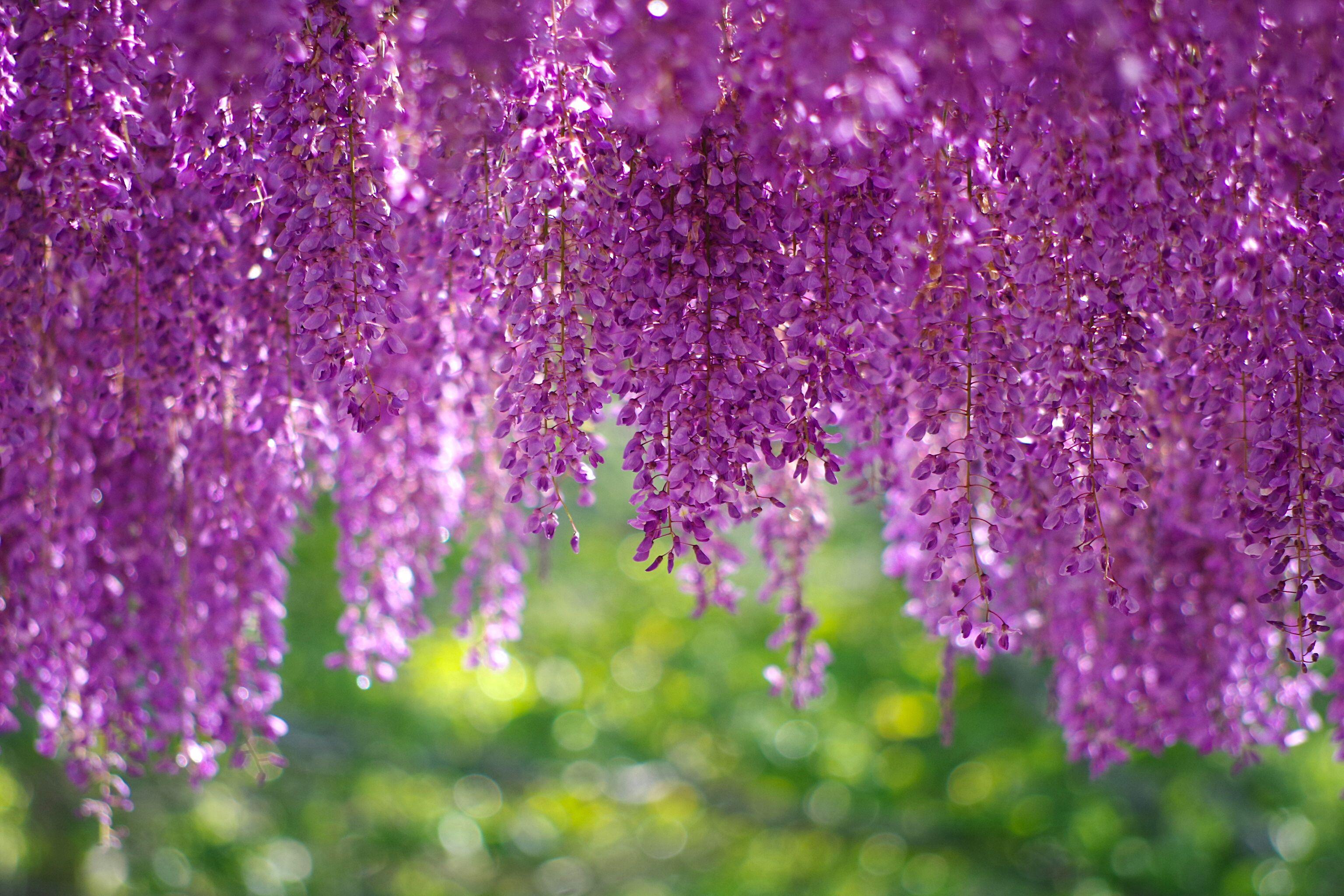 Wallpaper Wisteria, Blossom, Purple, HD, Flowers