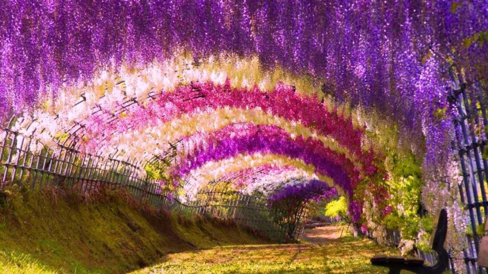 Wisteria Hd Wallpapers Wallpaper Cave