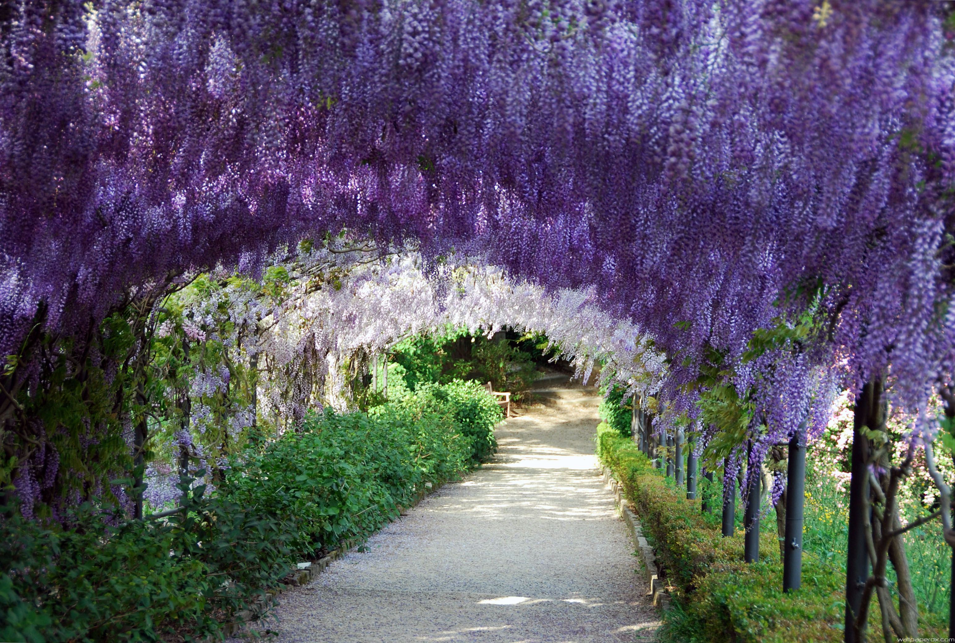 Wisteria HD Wallpapers - Wallpaper Cave
