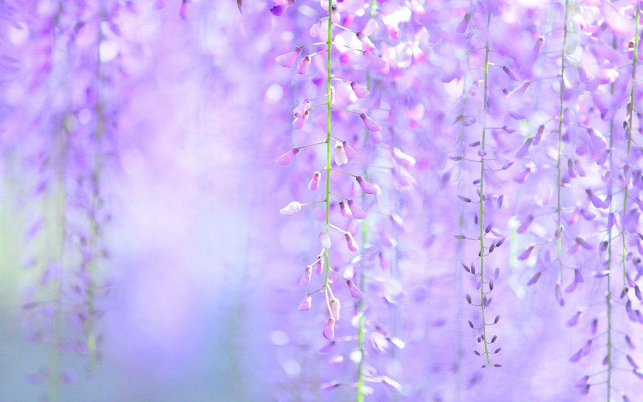 Wisteria HD Wallpapers - Wallpaper Cave