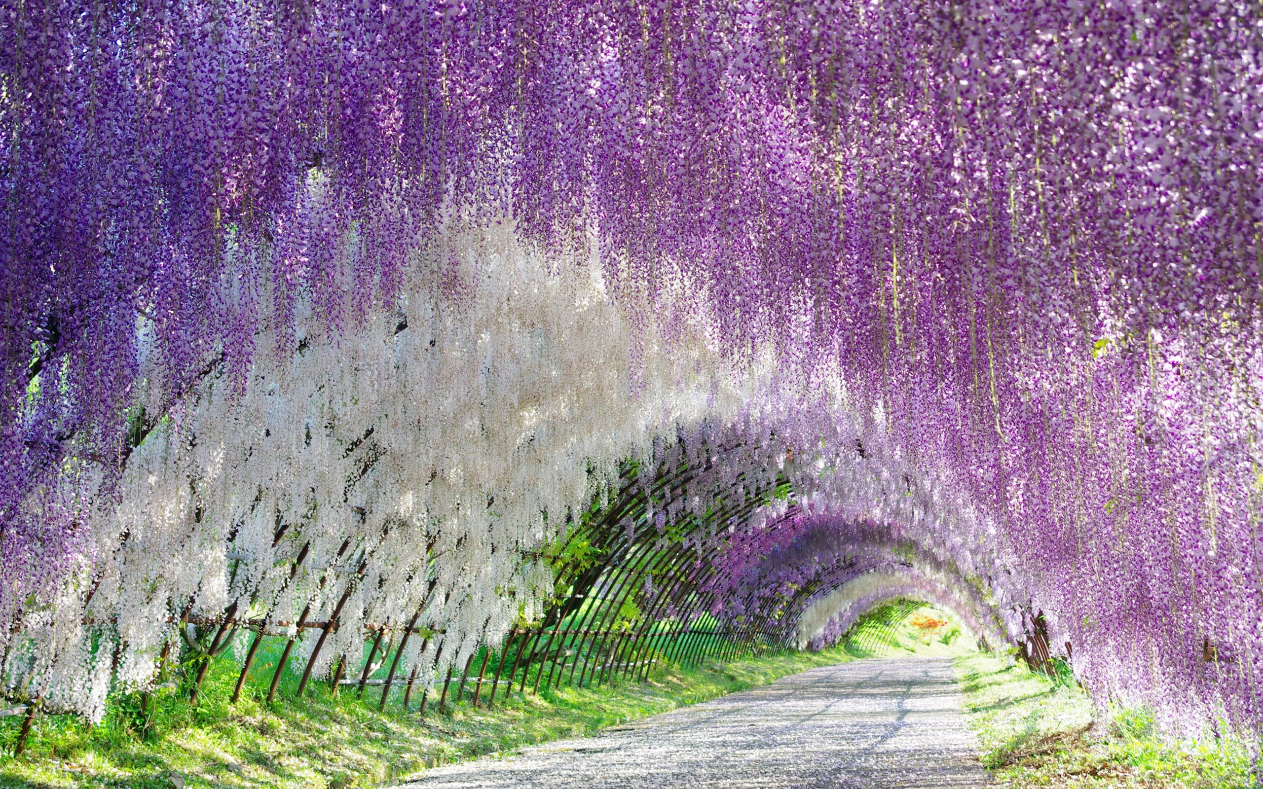 Wisteria Tunnel Full HD Wallpaper and Background Imagex1600