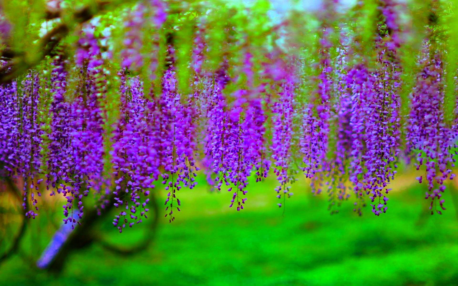 Wisteria Wallpaper Live Image, HD Wallpaper.Web
