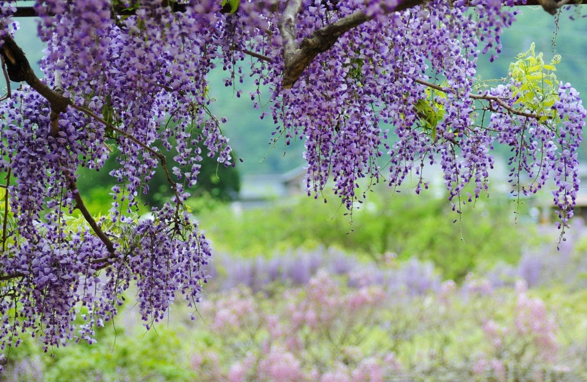 Wisteria HD Wallpaper