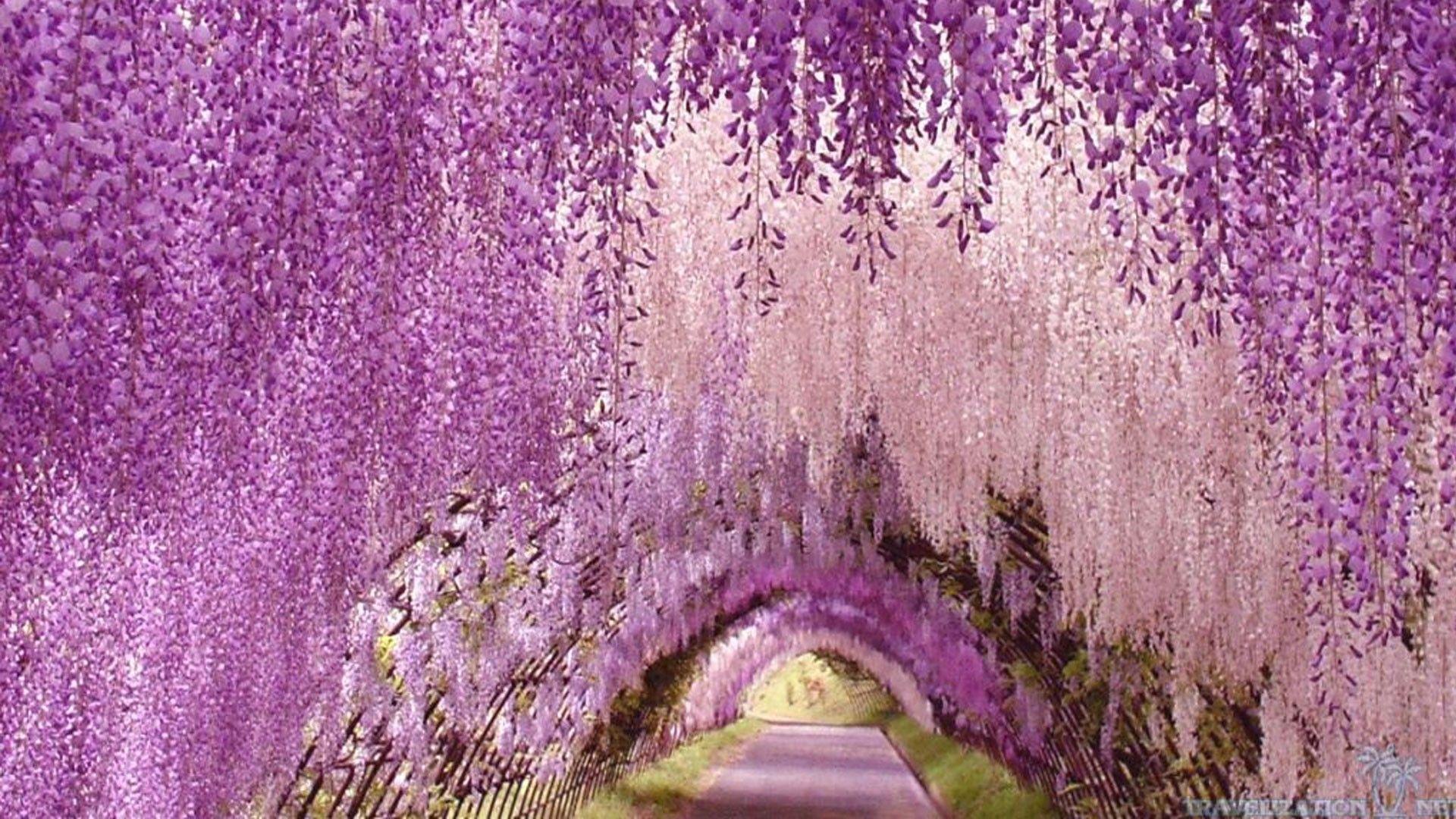 Flowers: Japan Flowers Wisteria Flower Japanese Tunnel HD Wallpaper