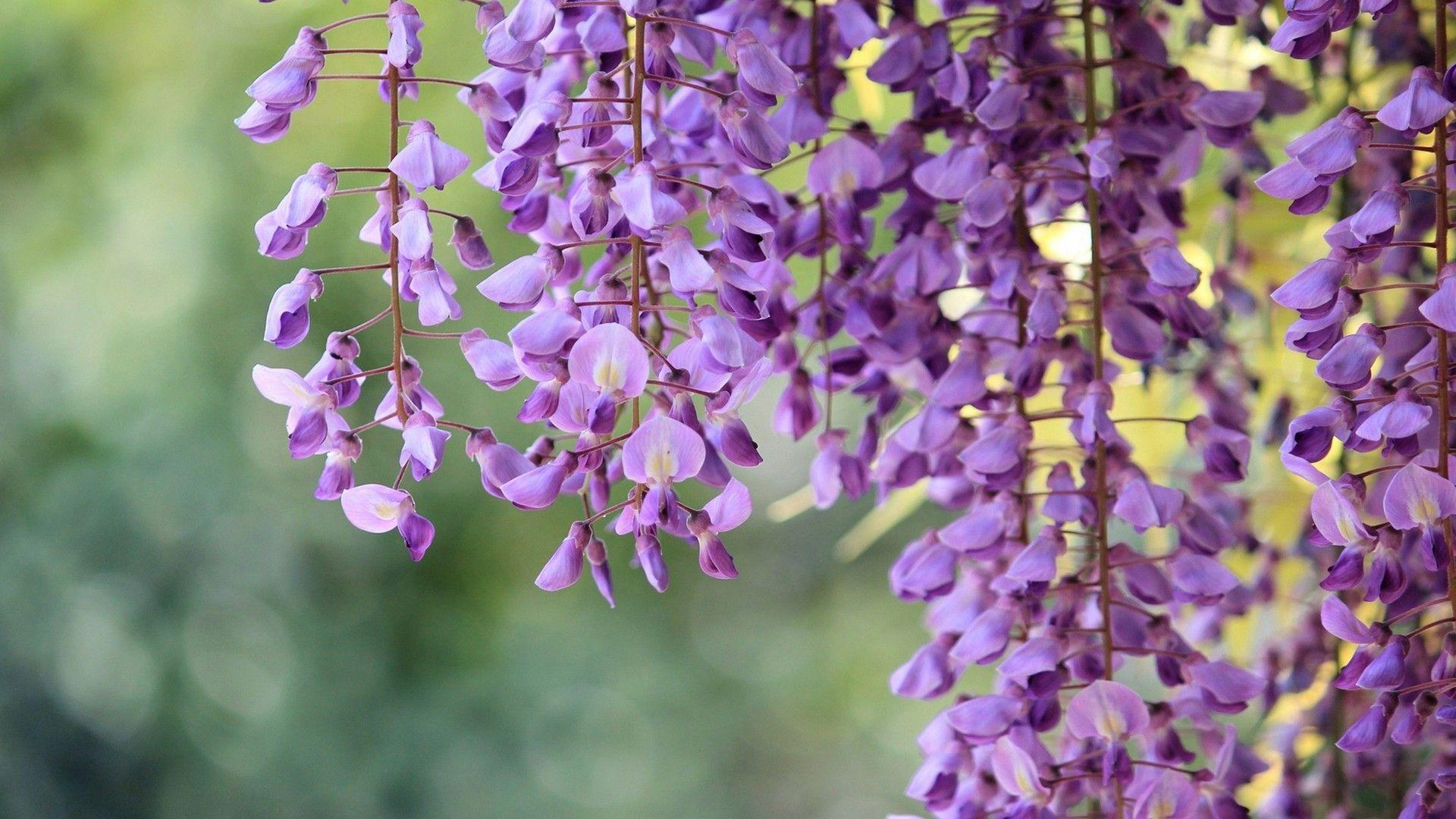 Wisteria Branches Purple Flowers Macro Photography