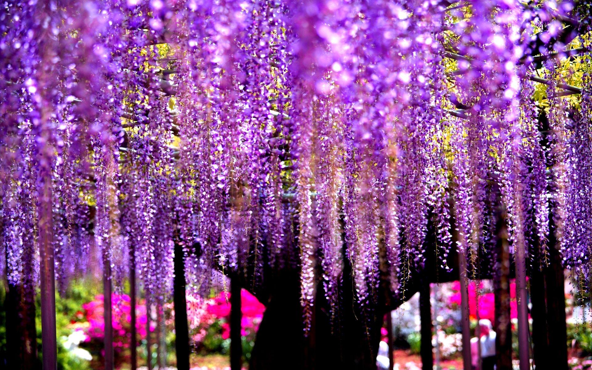 Wisteria Wallpaper Live Image, HD Wallpaper.Web