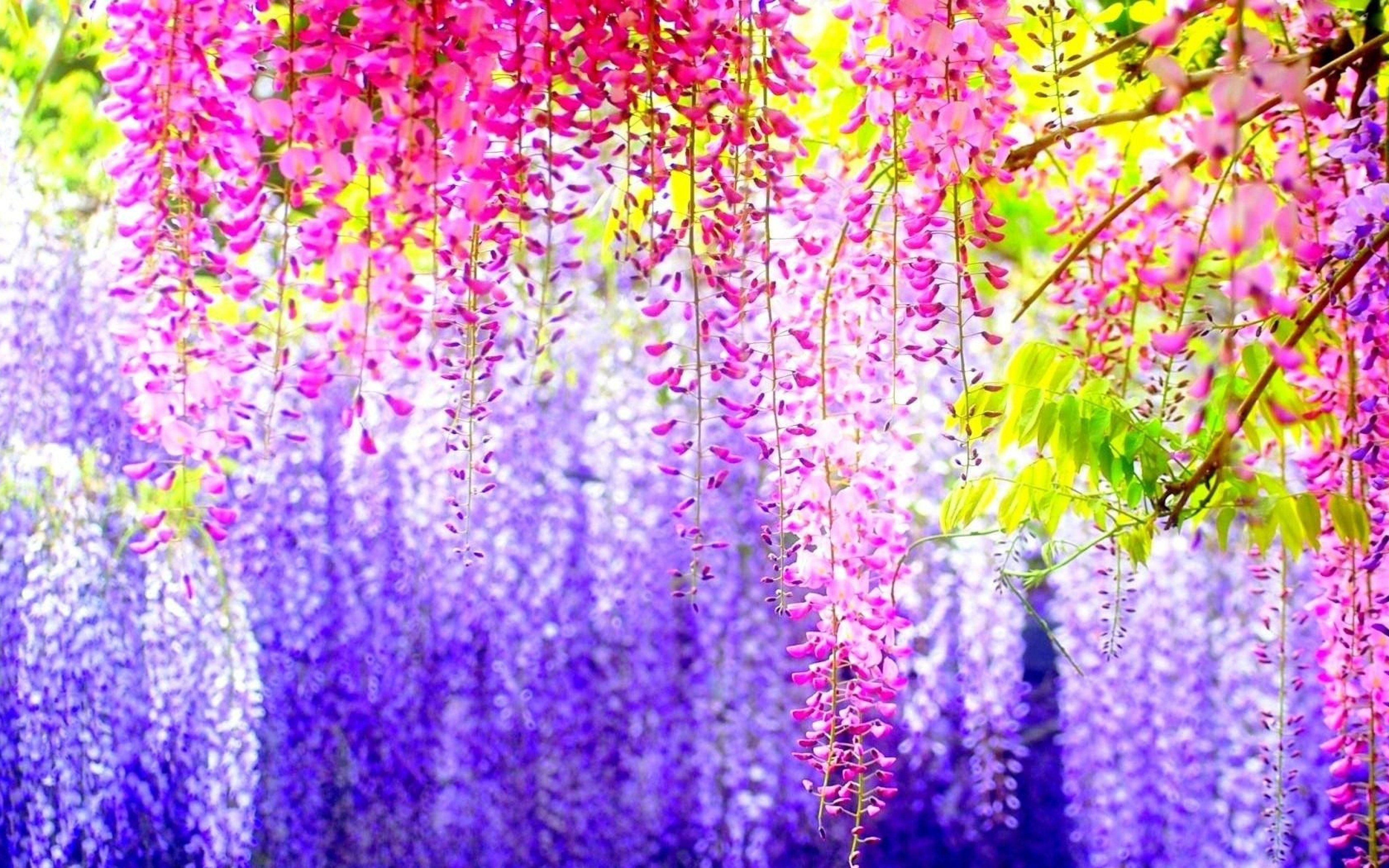 Wisteria Wallpaper HD Collection for your Desktop