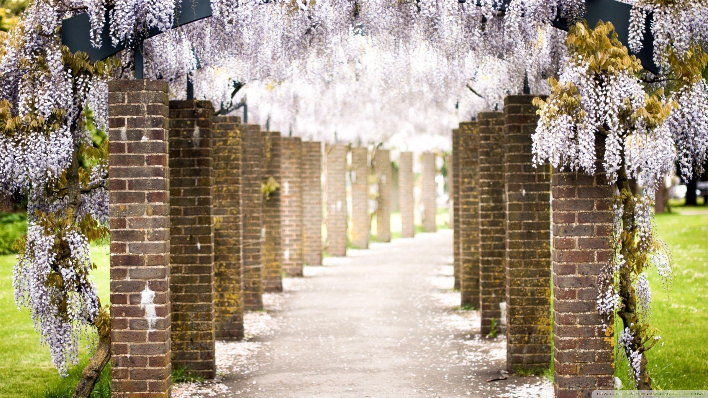 Wisteria Tree Tunnel ❤ 4K HD Desktop Wallpaper for 4K Ultra HD TV