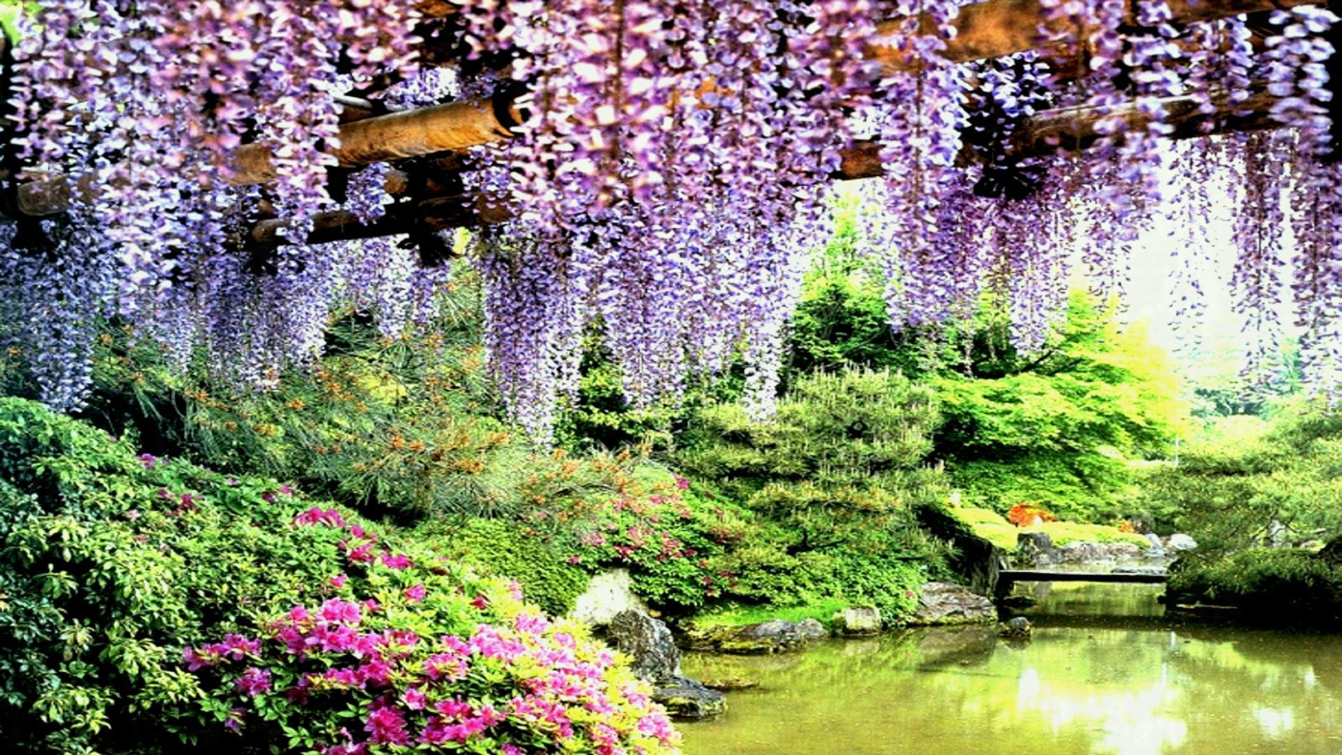 Flowers Garden Lily Roses Free Wallpaper HD For Desktop Pond