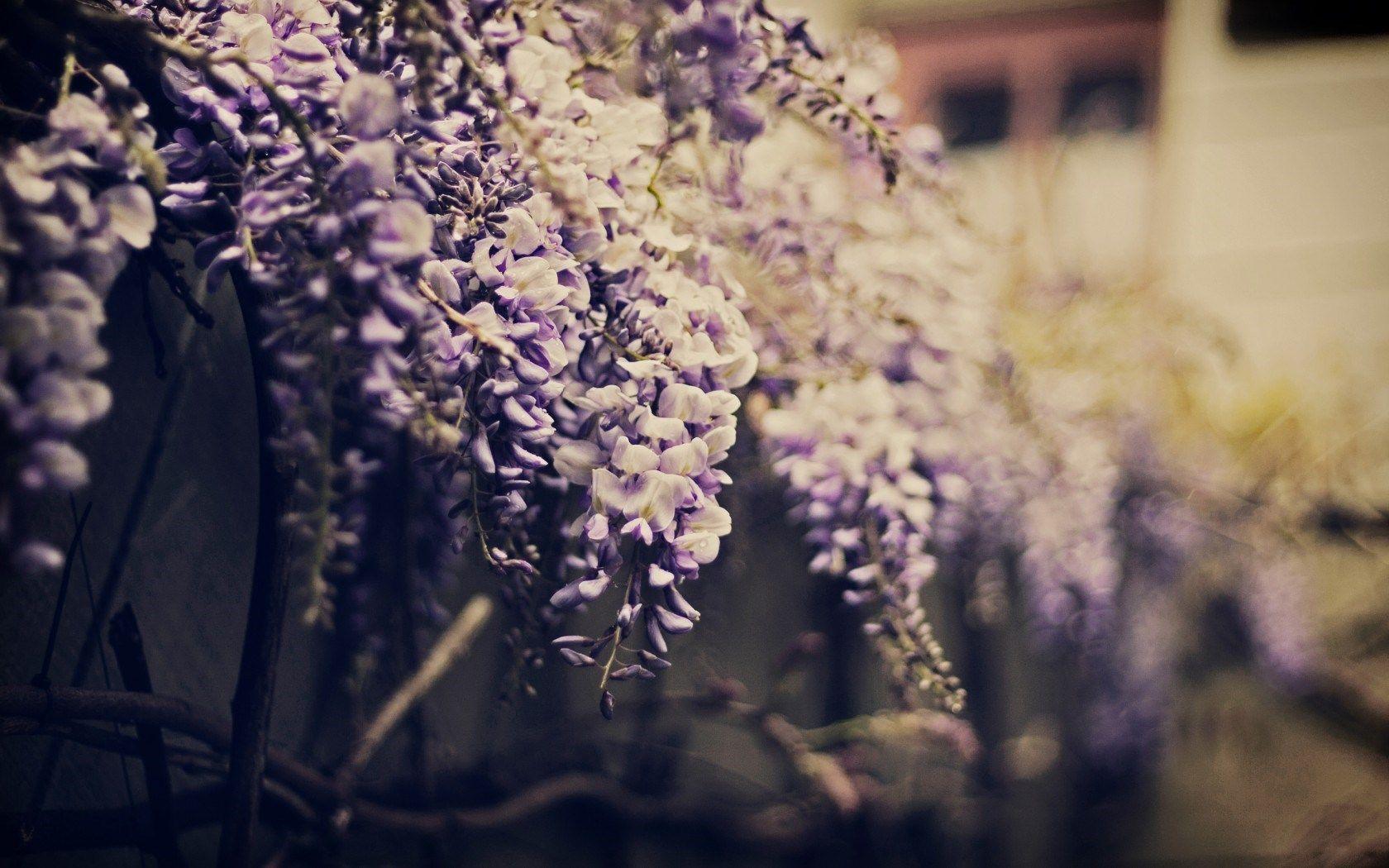 Beautiful Wisteria Wallpaper. Beautiful image HD Picture