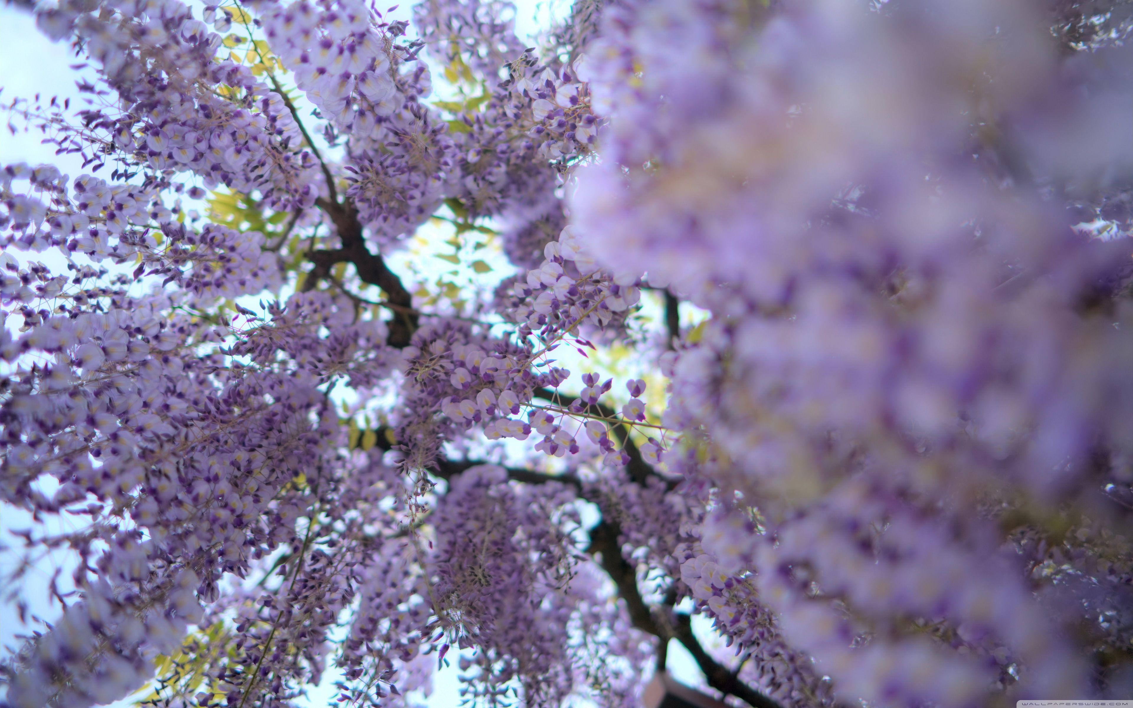 Wisteria Vine ❤ 4K HD Desktop Wallpaper for 4K Ultra HD TV • Wide
