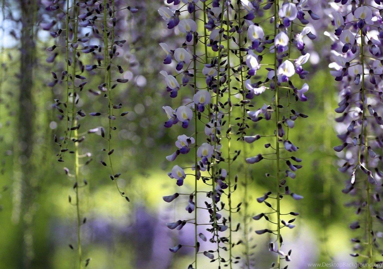 Crisp Wisteria Seeds Photo for Mobile Crisp Wisteria Seeds Photo for Mobile