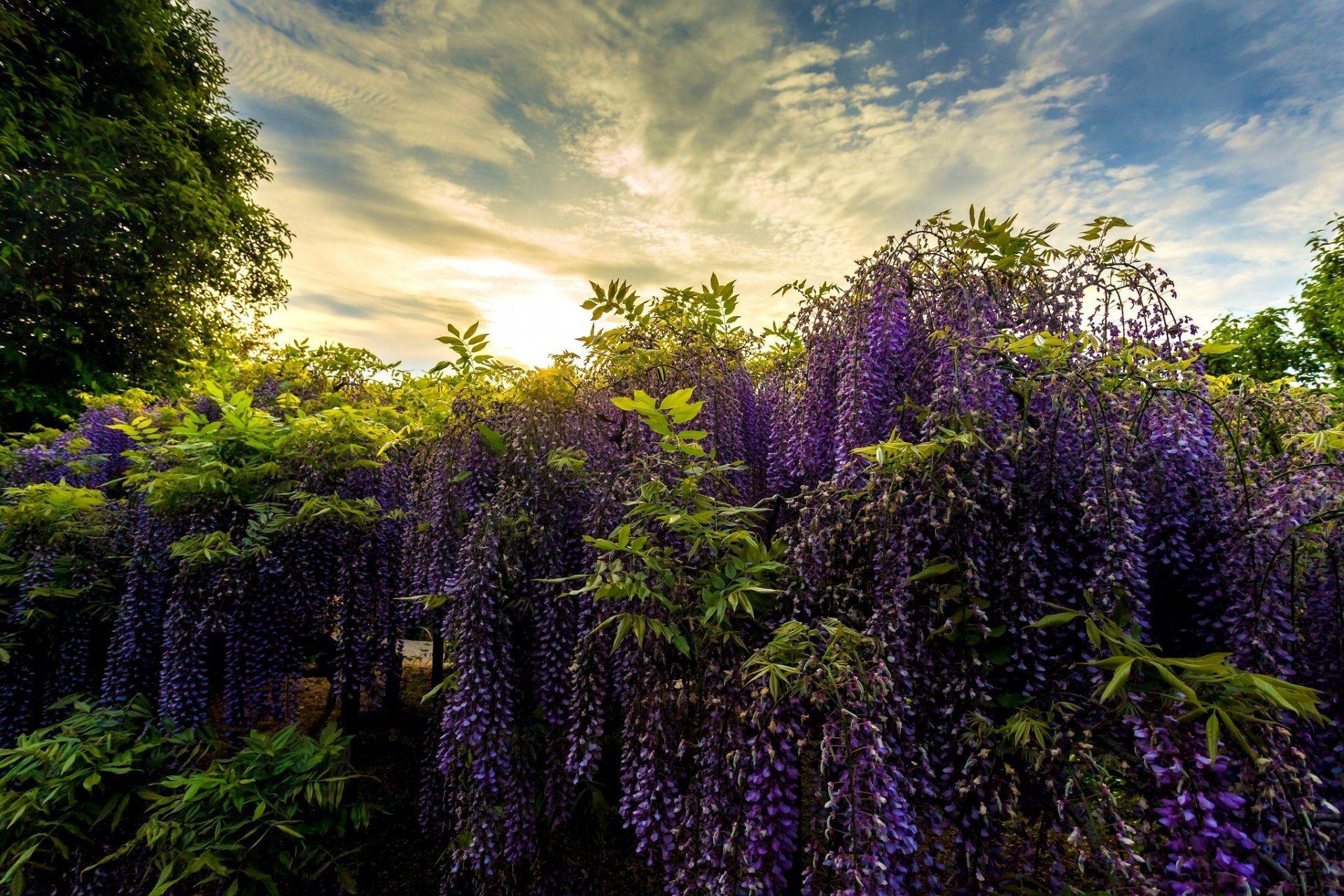 ashikaga flower park japan park glycine wisteria HD wallpaper