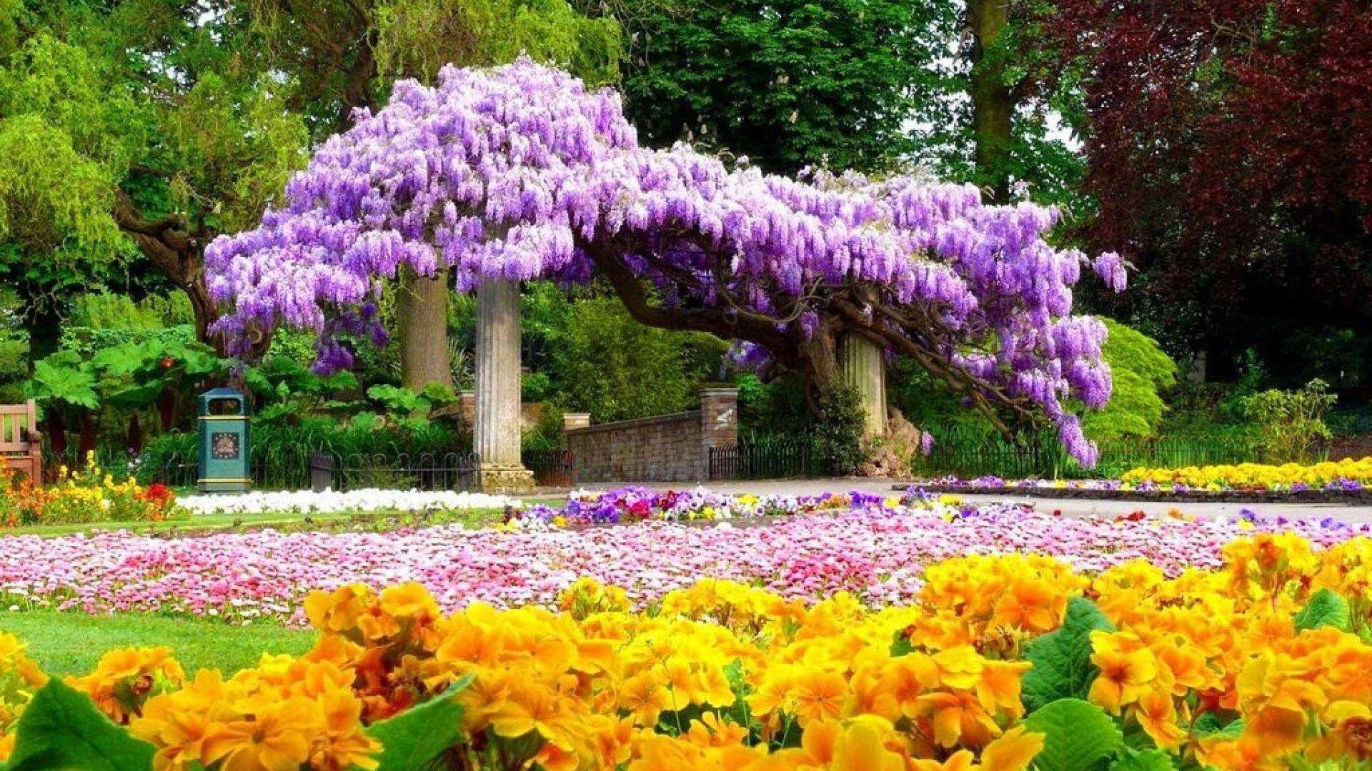 Flowers: Primula Park Colors Wisteria Blossoms Yellow Flower
