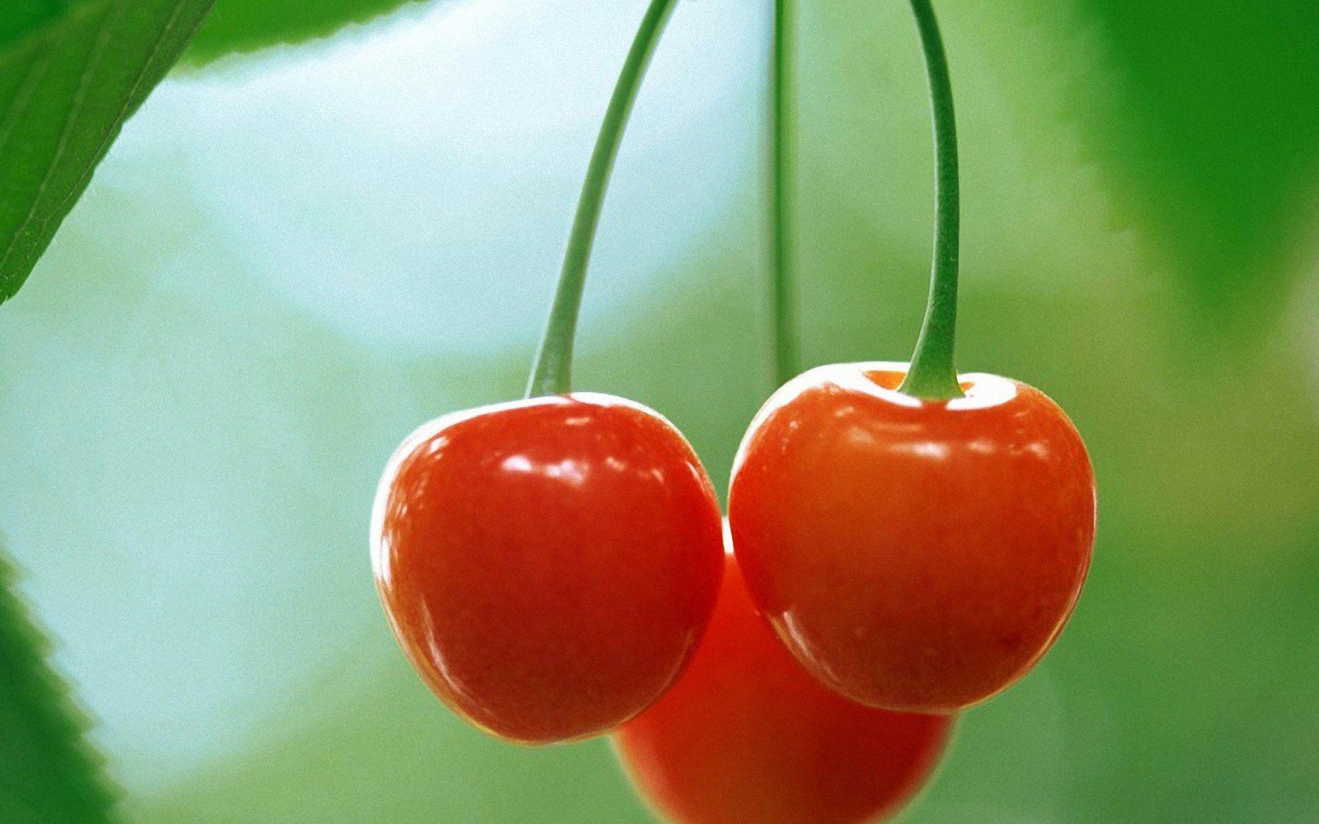 Cherry Fruit T HD Wallpaper, Background Image