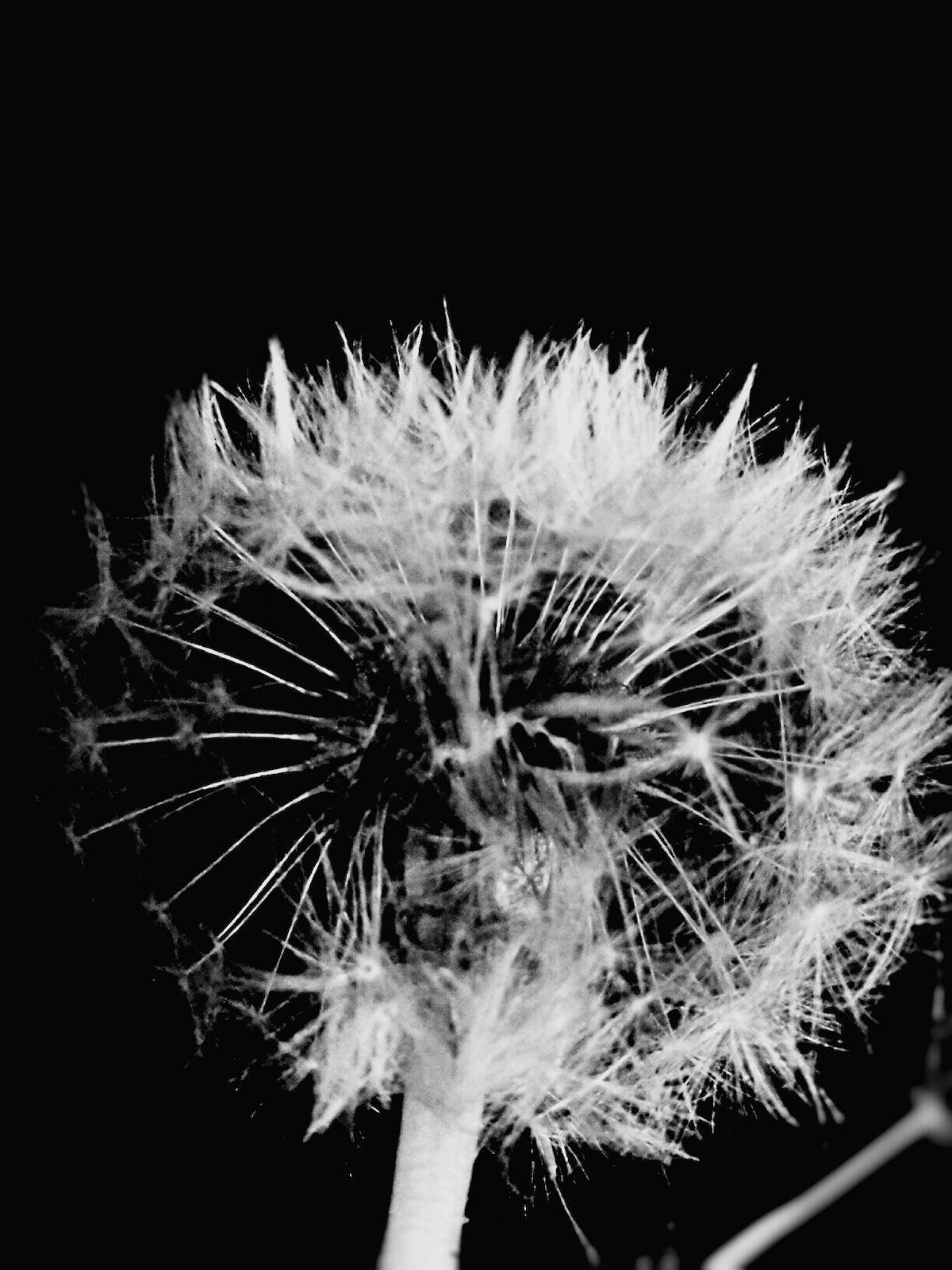 Dandelion, Fragility, Close Up, Freshness, Flower, Black Background