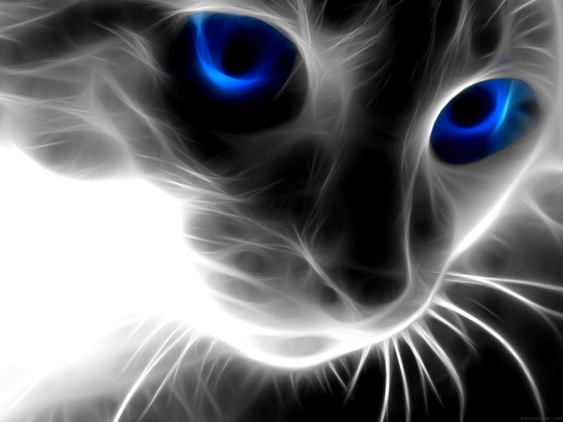 Blue Eyes Cat Wallpaper HD