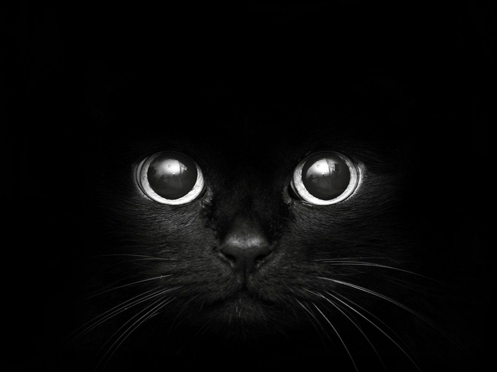 Black Cat with Big Eyes wallpaper 1080p (1600 x 1200 ) Art