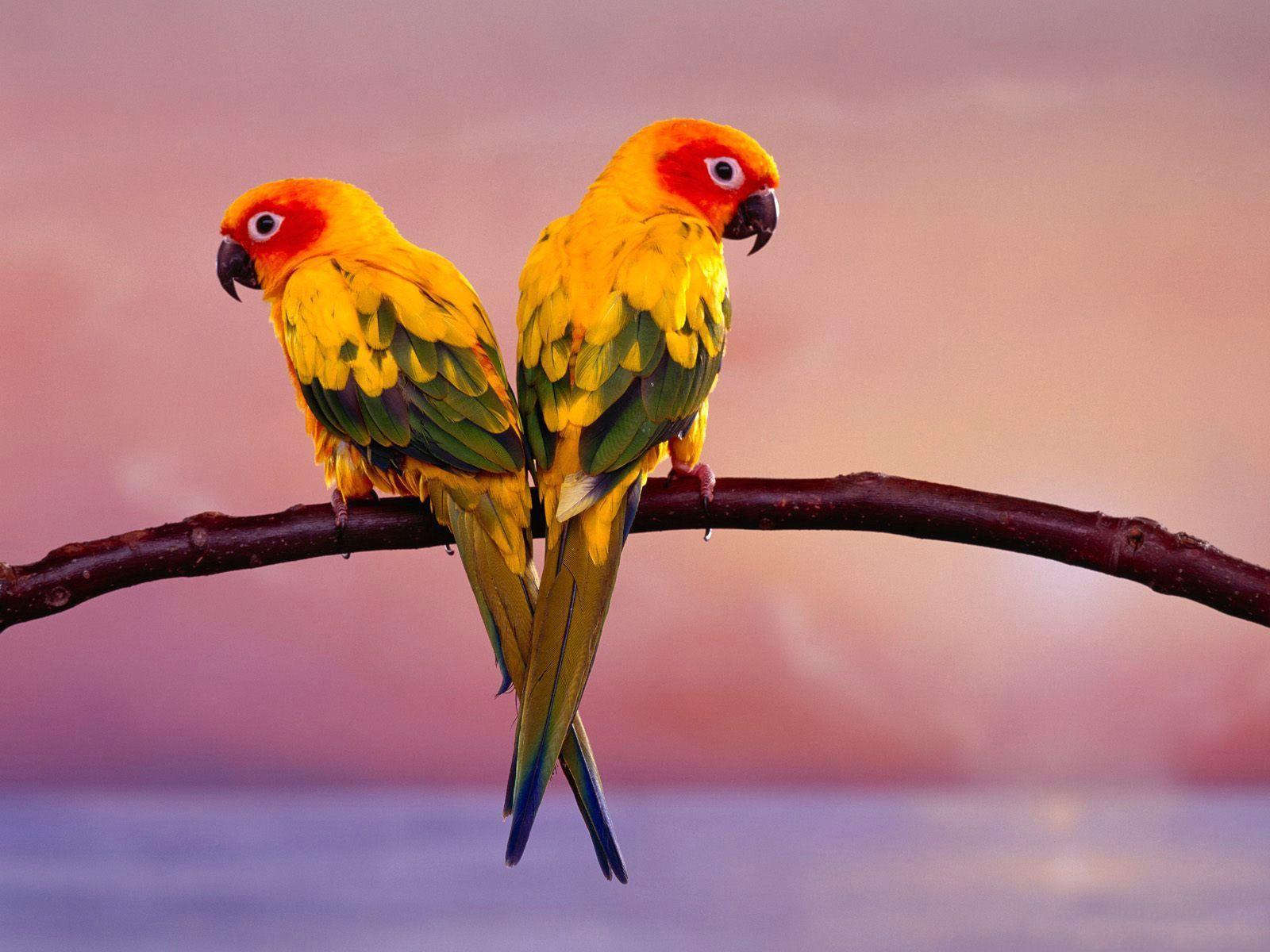 A Group Of Colorful Birds. HD Animals and Birds Wallpaper