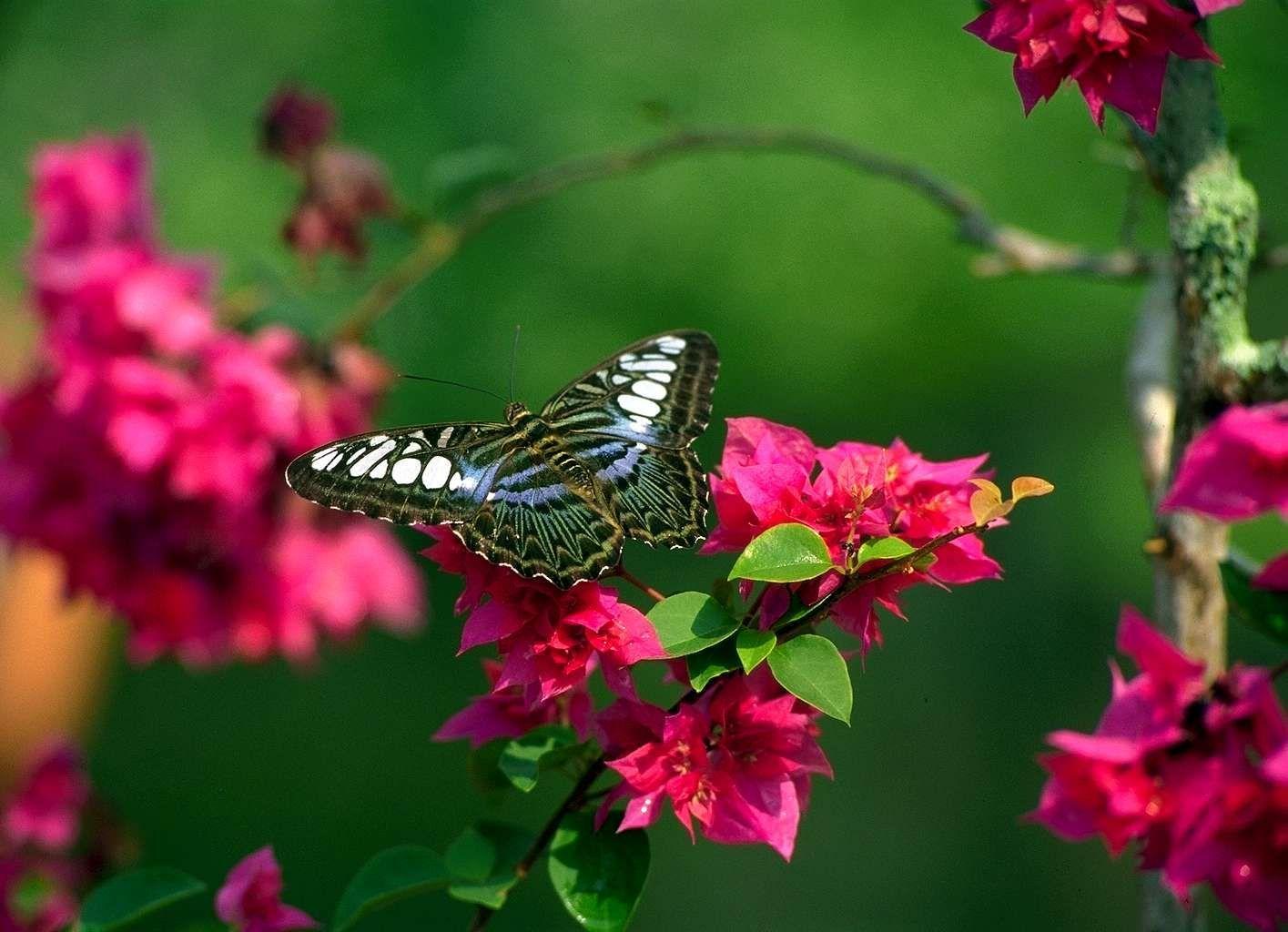 Flowers butterfly natural beauty desktop wallpaper. NATURE