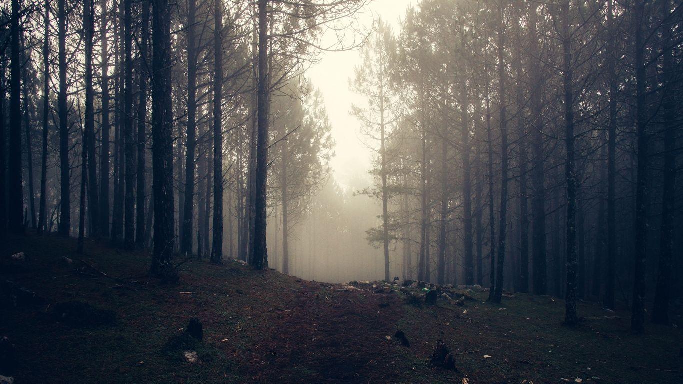 Wallpaper trees, fog, forest. Papel de parede pc